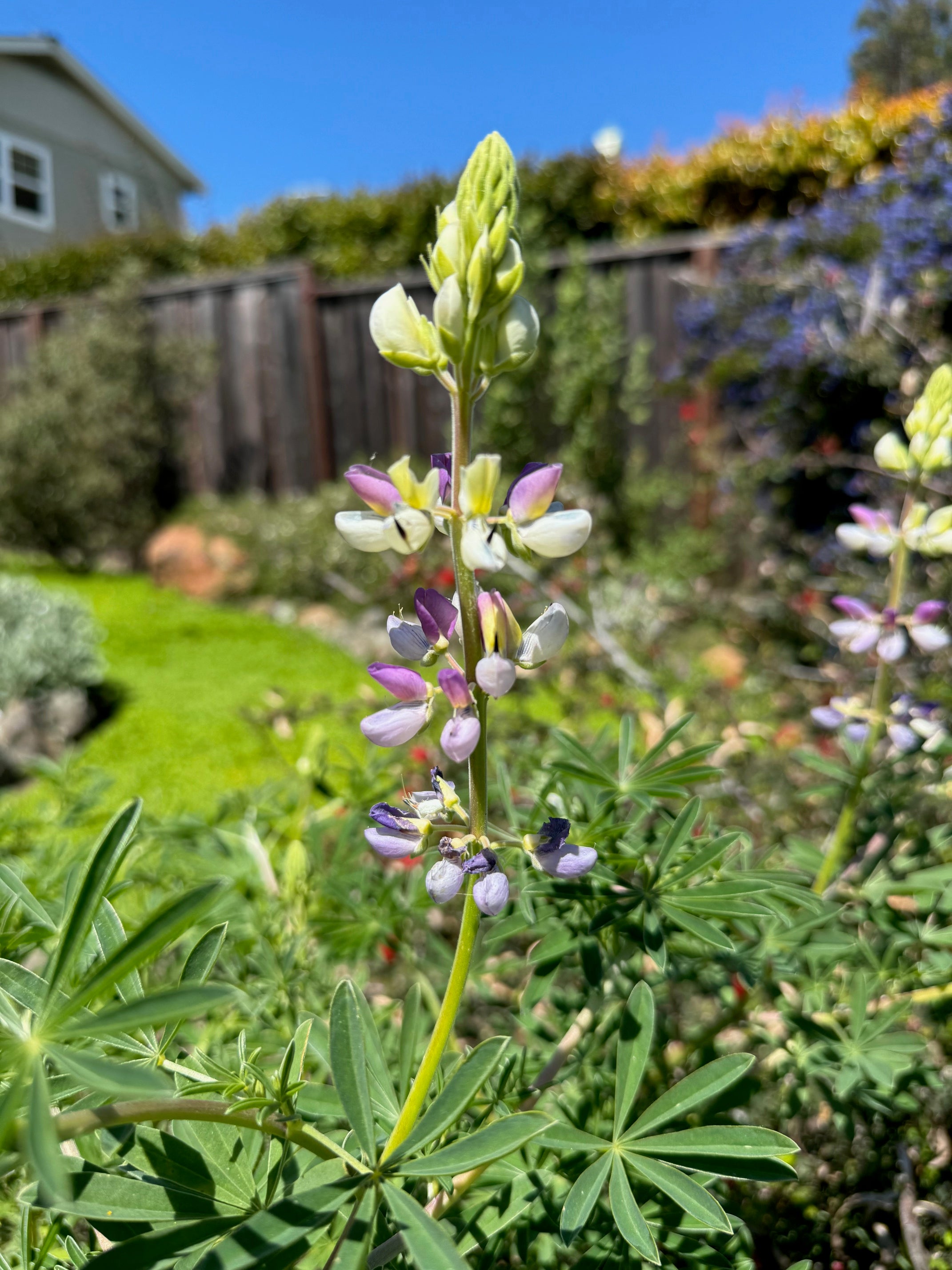 Manycolored Lupine | Lupinus variicolor seeds