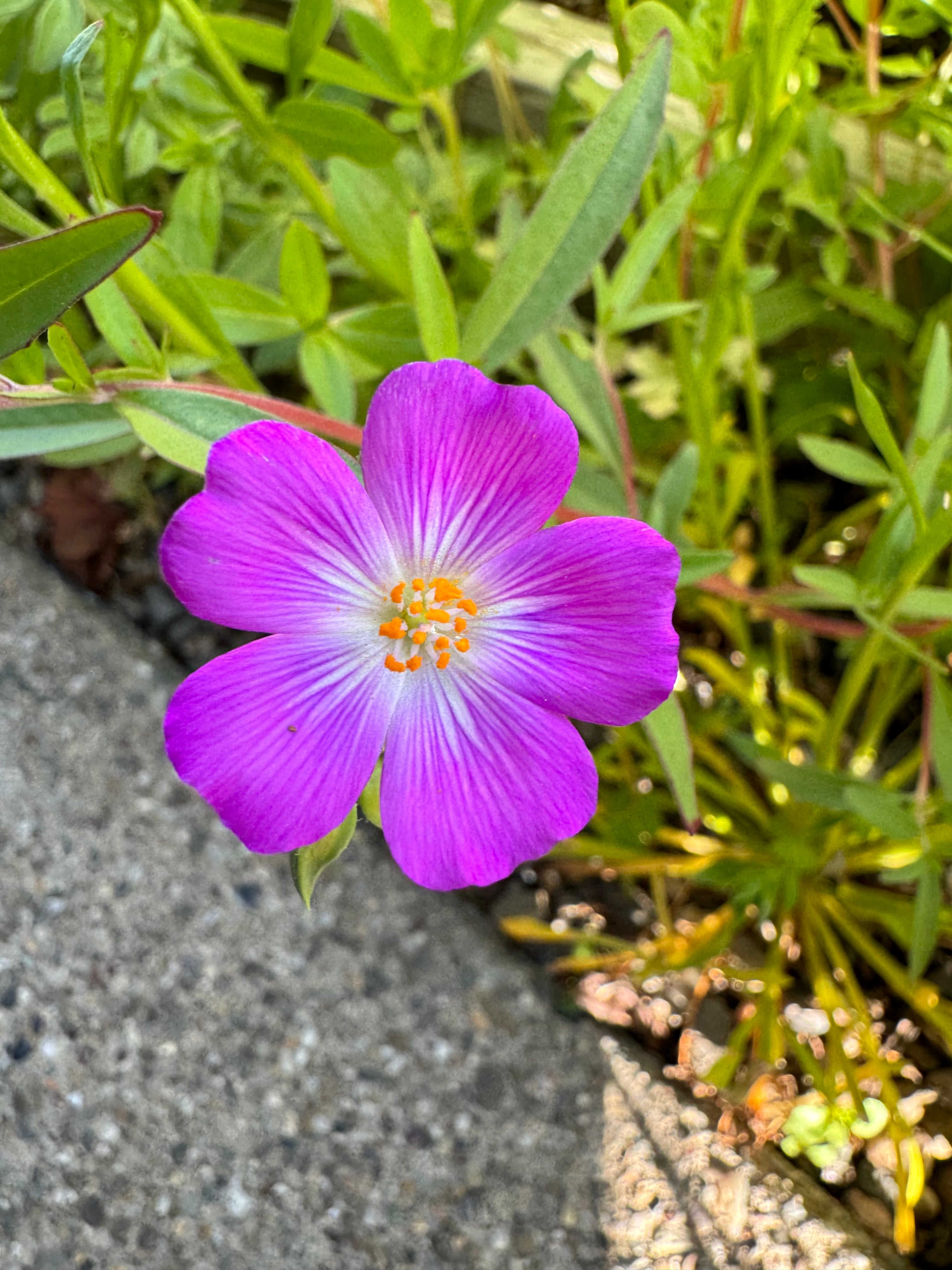 Red Maids | Calandrinia menziesii