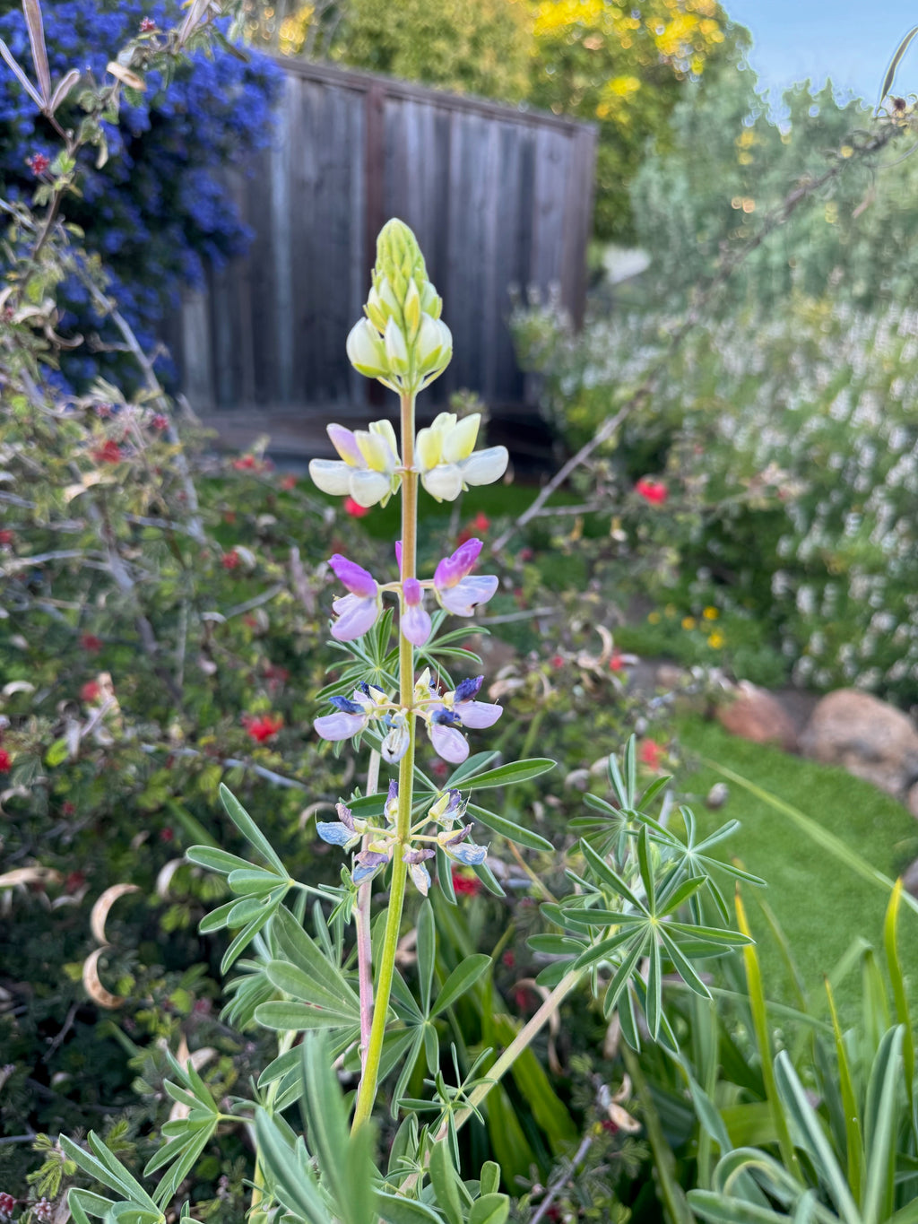 Manycolored Lupine | Lupinus variicolor