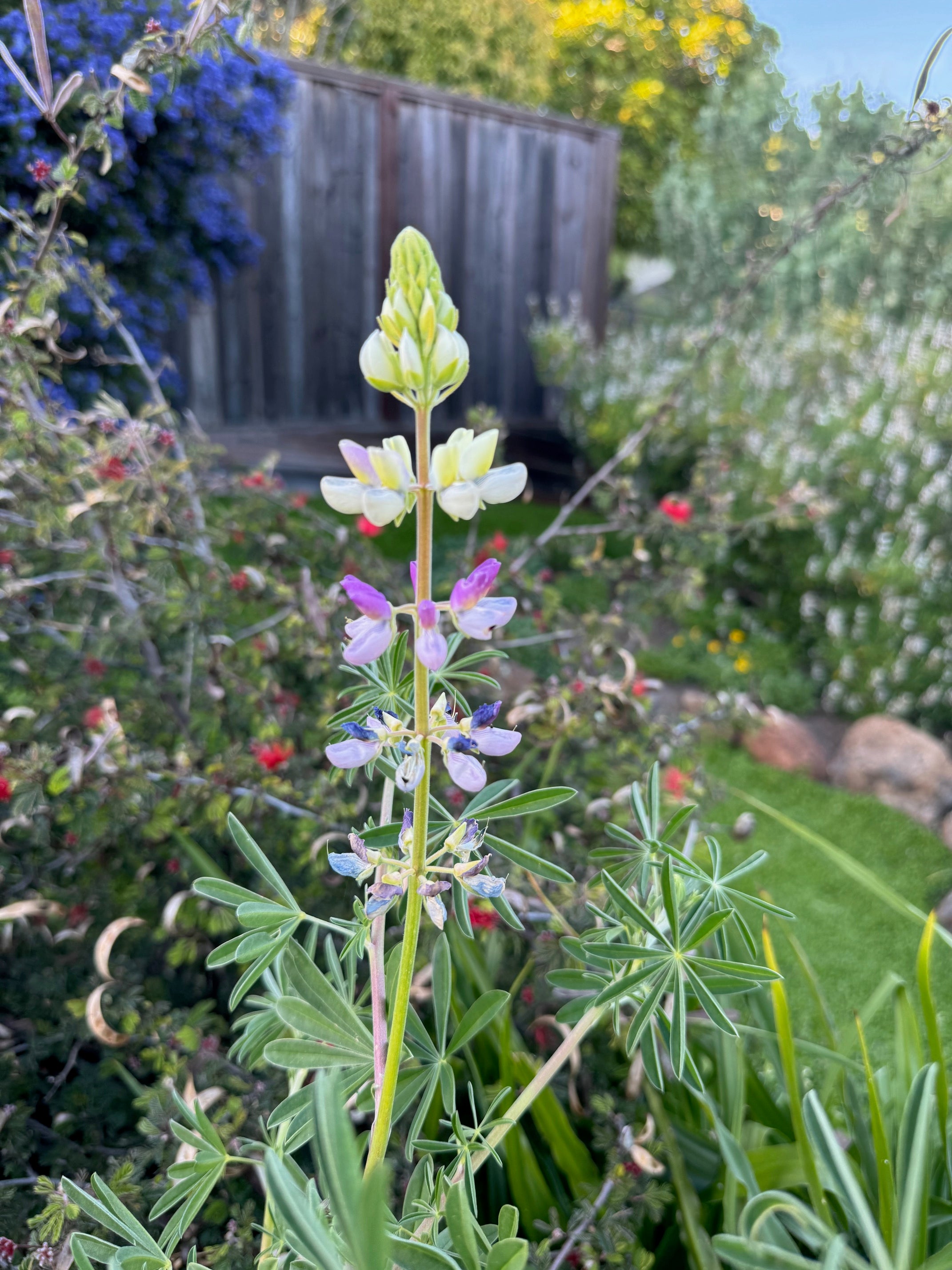 Manycolored Lupine | Lupinus variicolor seeds