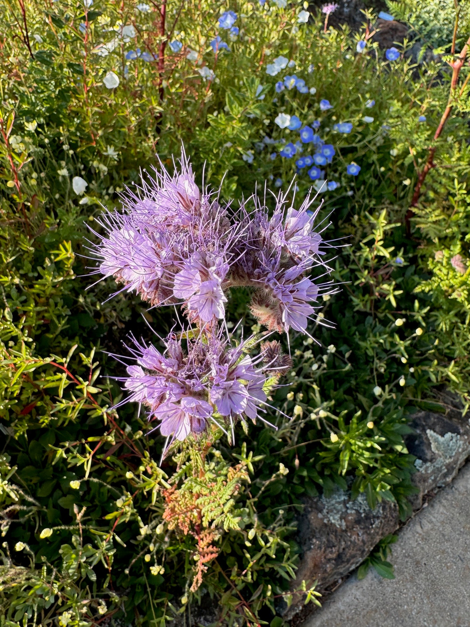 Lacy Phacelia | Phacelia tanacetifolia seeds