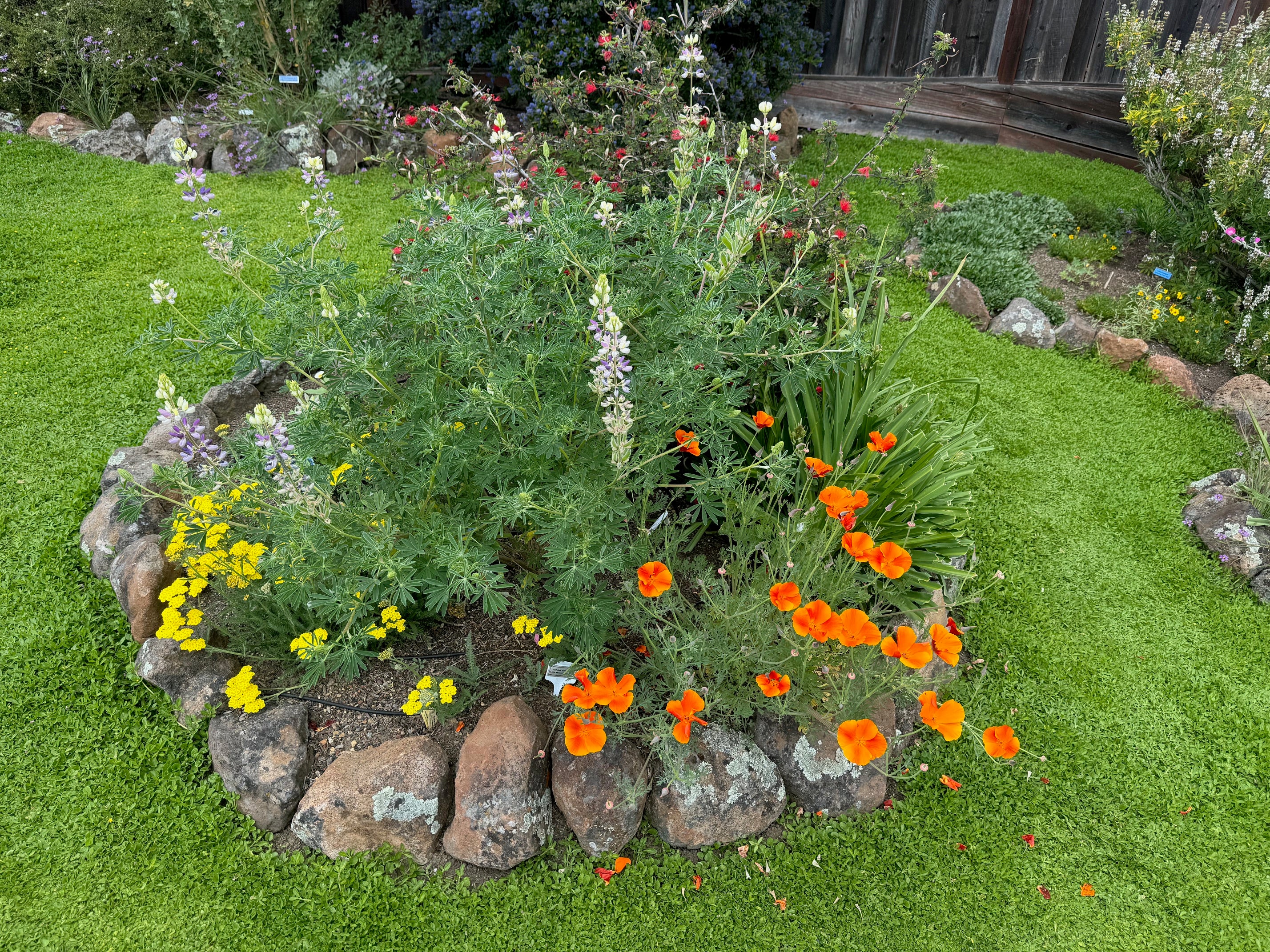 Manycolored Lupine | Lupinus variicolor seeds