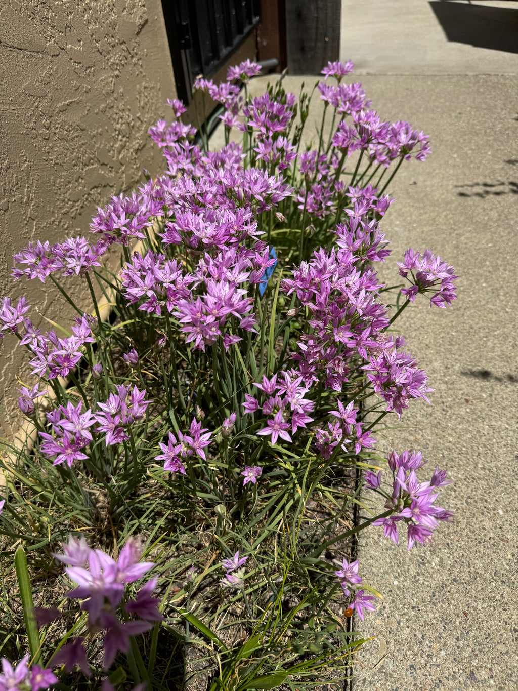 One Leaf Onion | Allium unifolium seeds