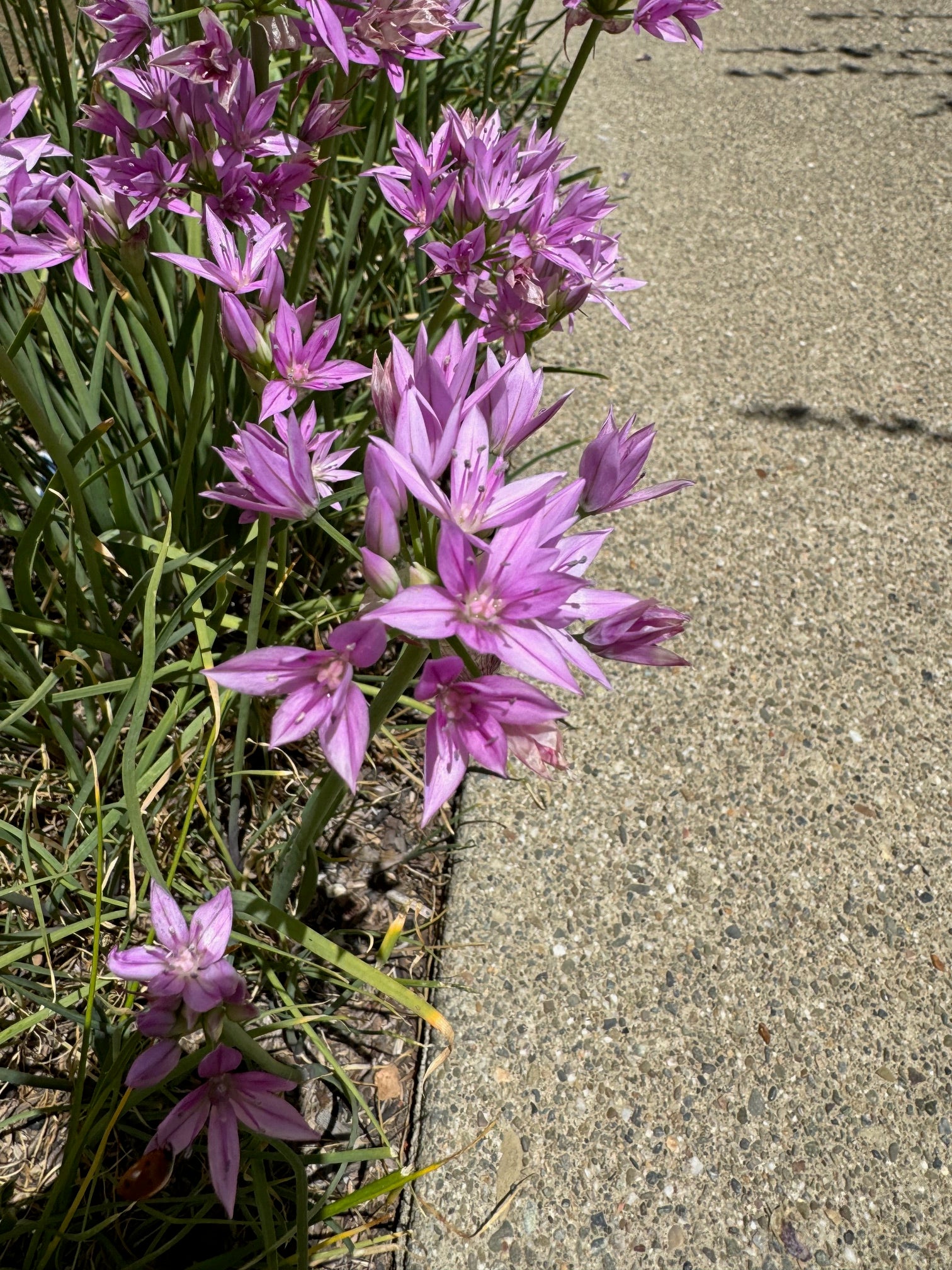 One Leaf Onion | Allium unifolium seeds