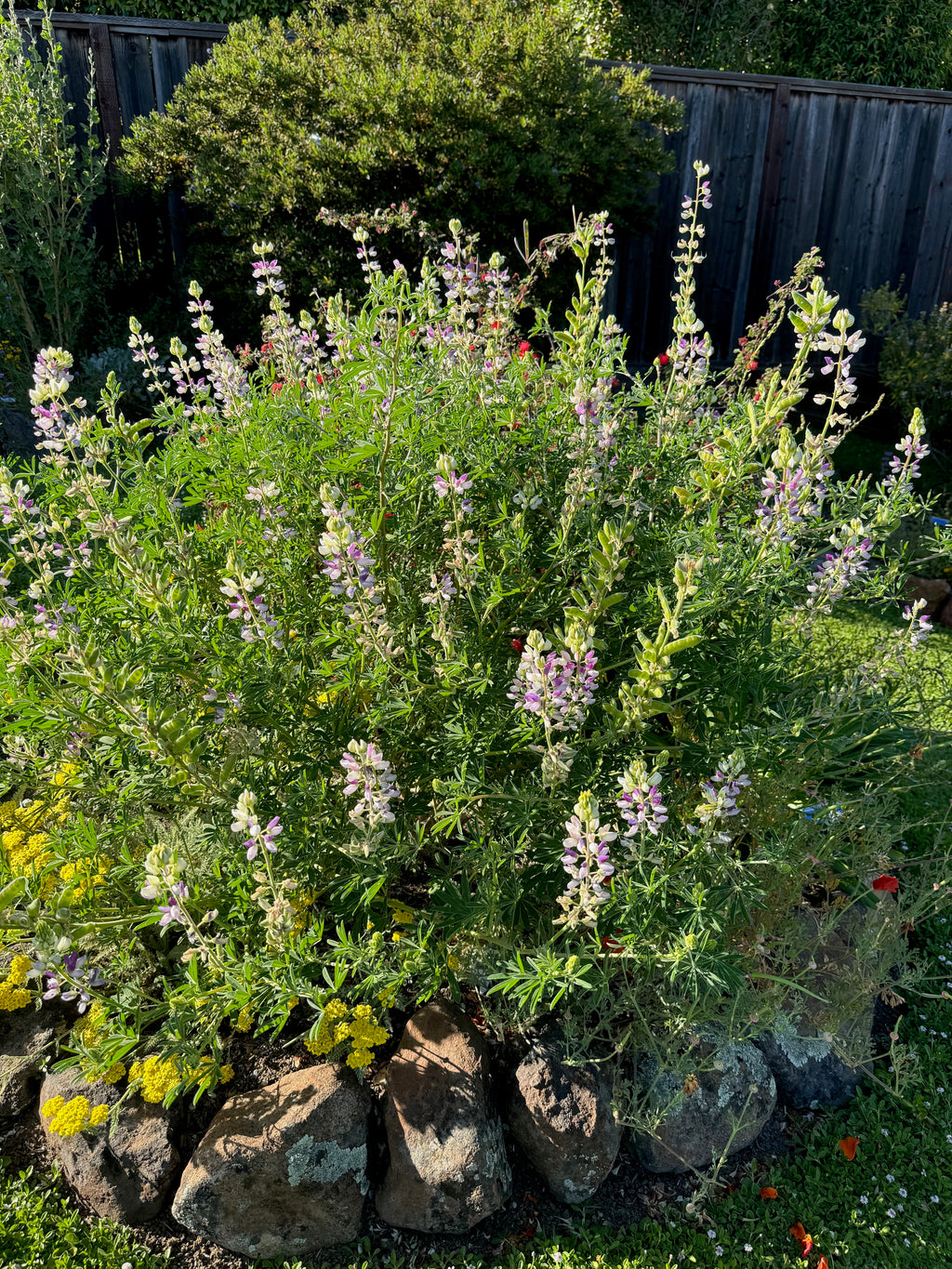 Manycolored Lupine | Lupinus variicolor