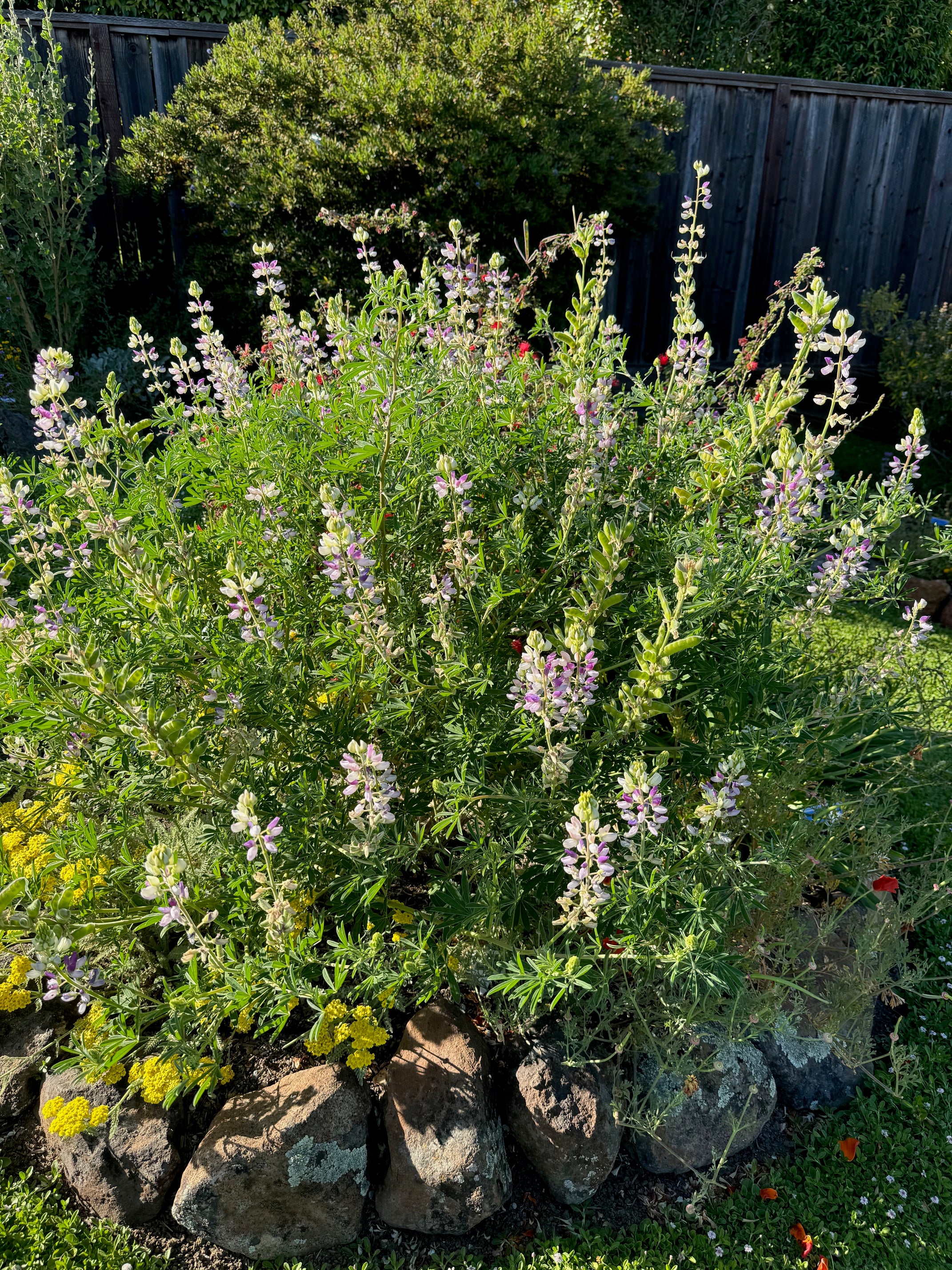 Manycolored Lupine | Lupinus variicolor seeds