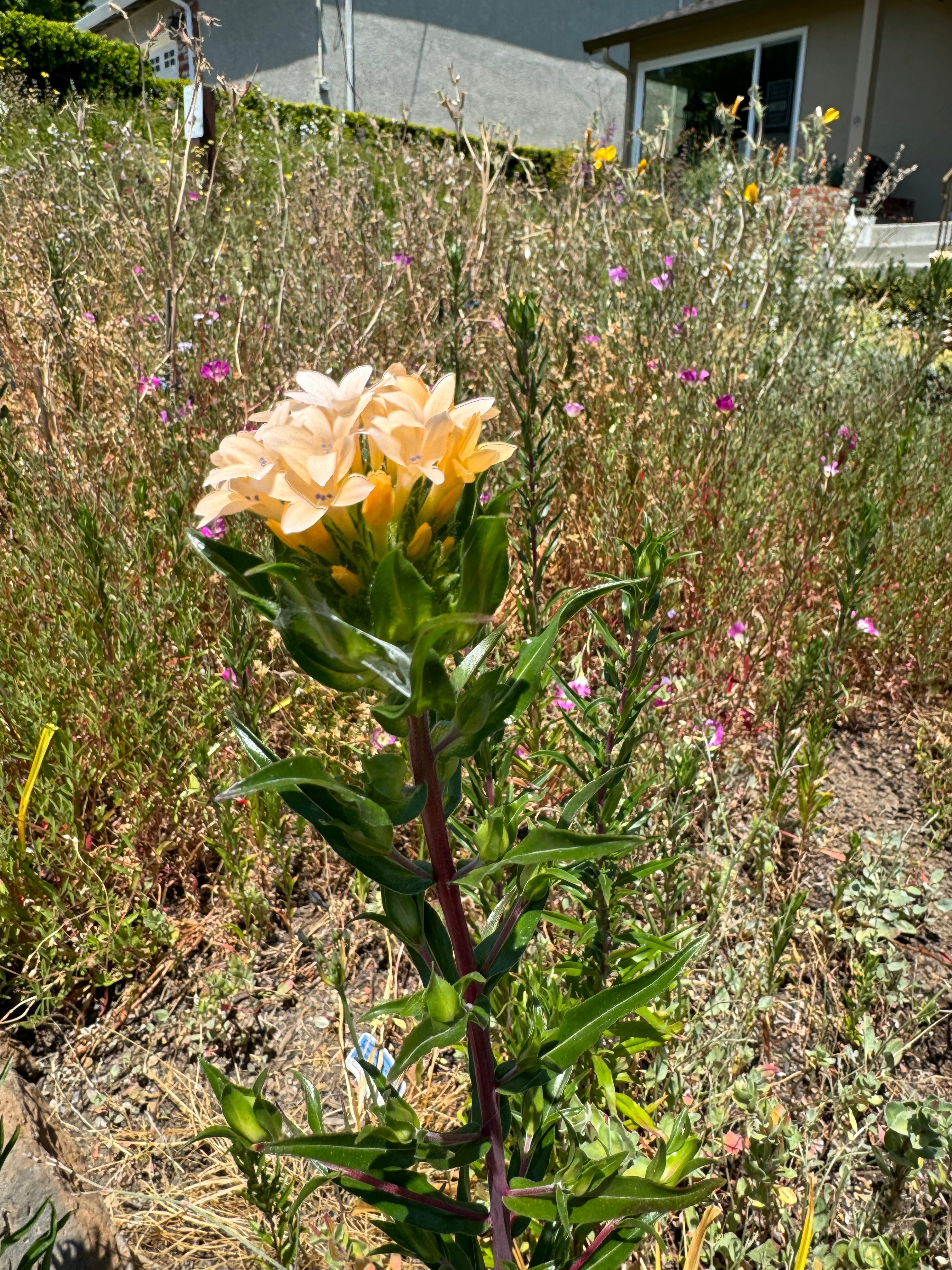 Grand Collomia | Collomia grandiflora seeds