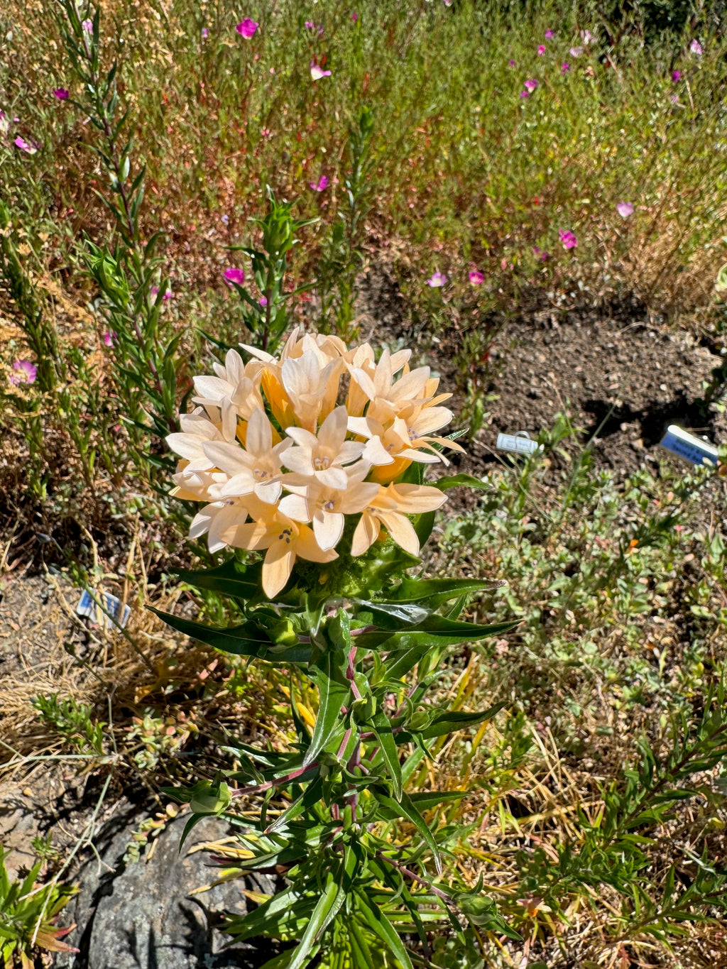 Grand Collomia | Collomia grandiflora