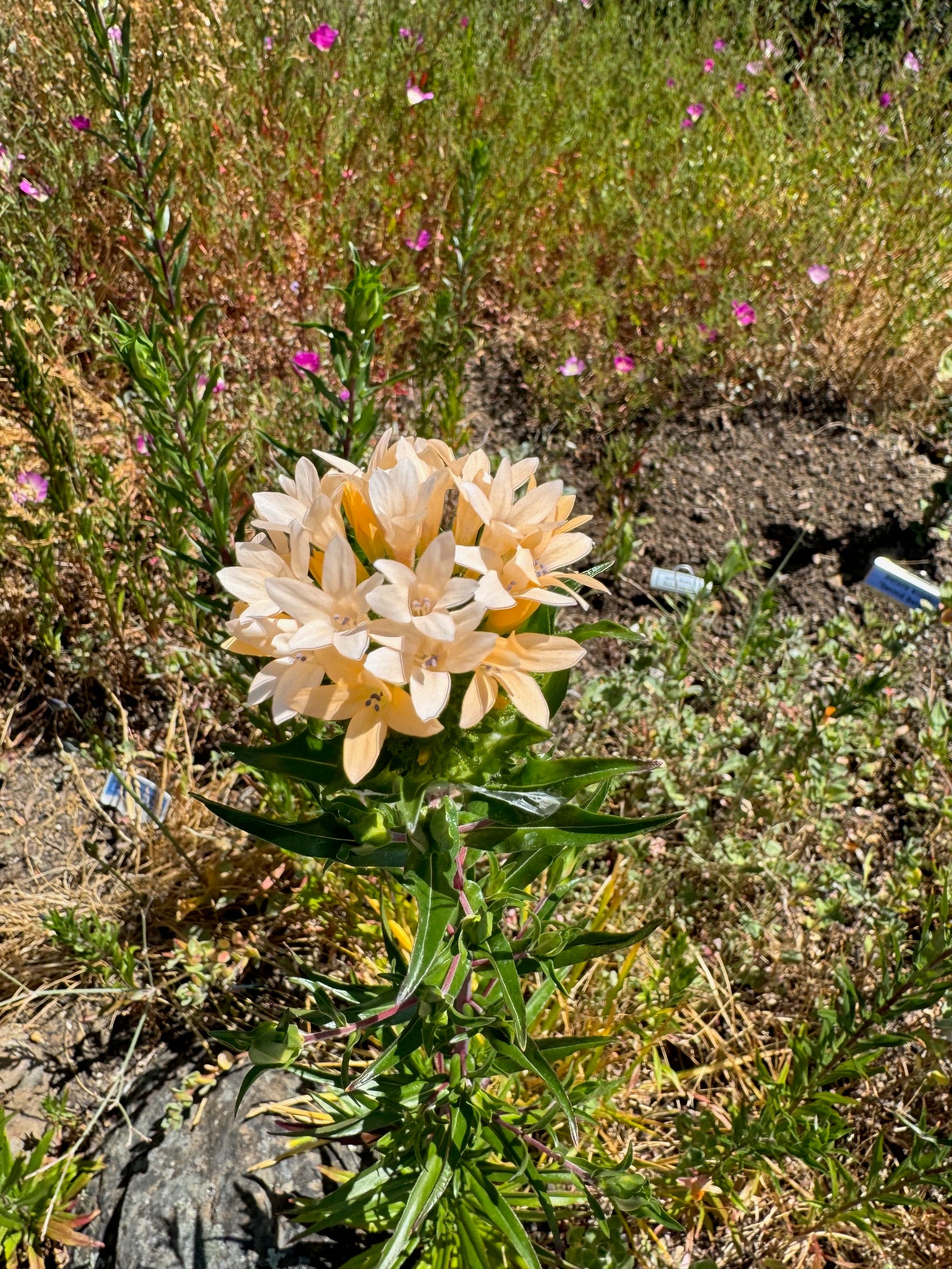 Grand Collomia | Collomia grandiflora seeds
