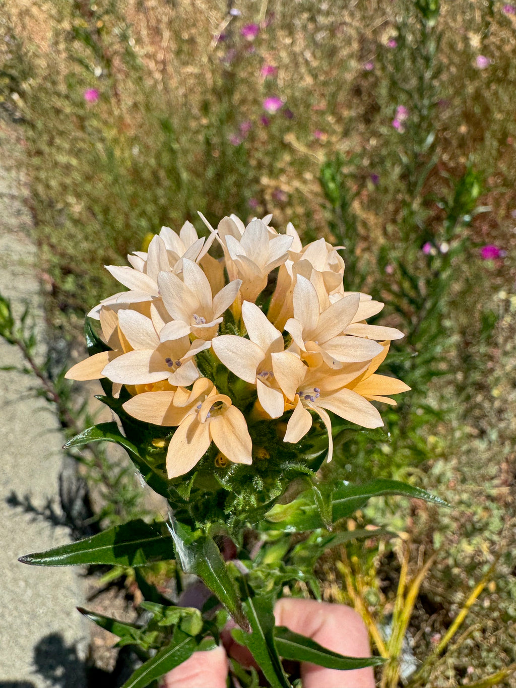 Grand Collomia | Collomia grandiflora