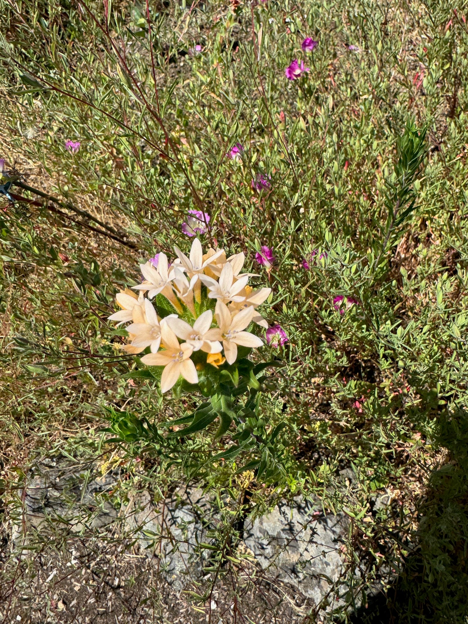 Grand Collomia | Collomia grandiflora seeds