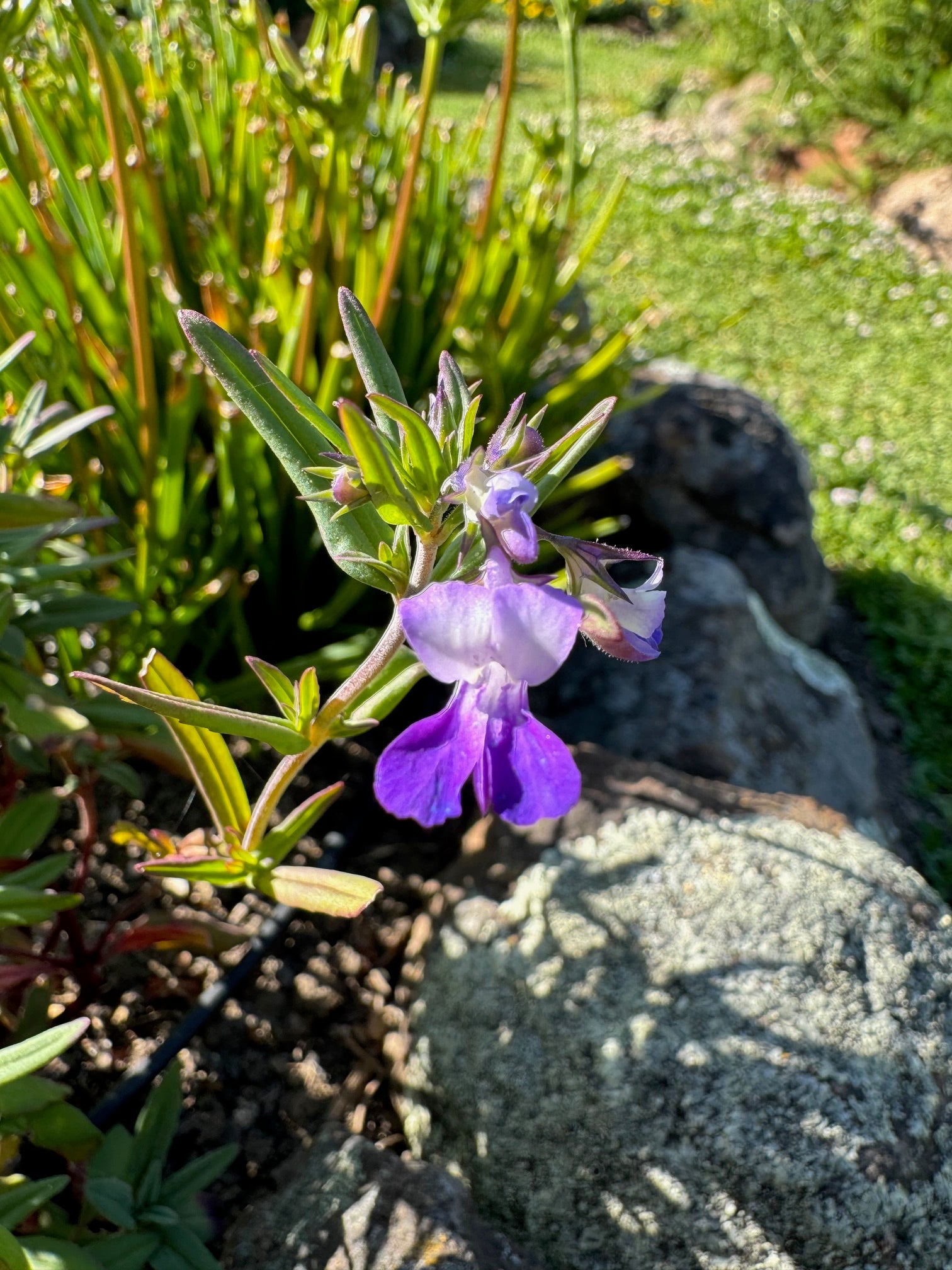 Giant Blue Eyed Mary | Collinsia grandiflora seeds