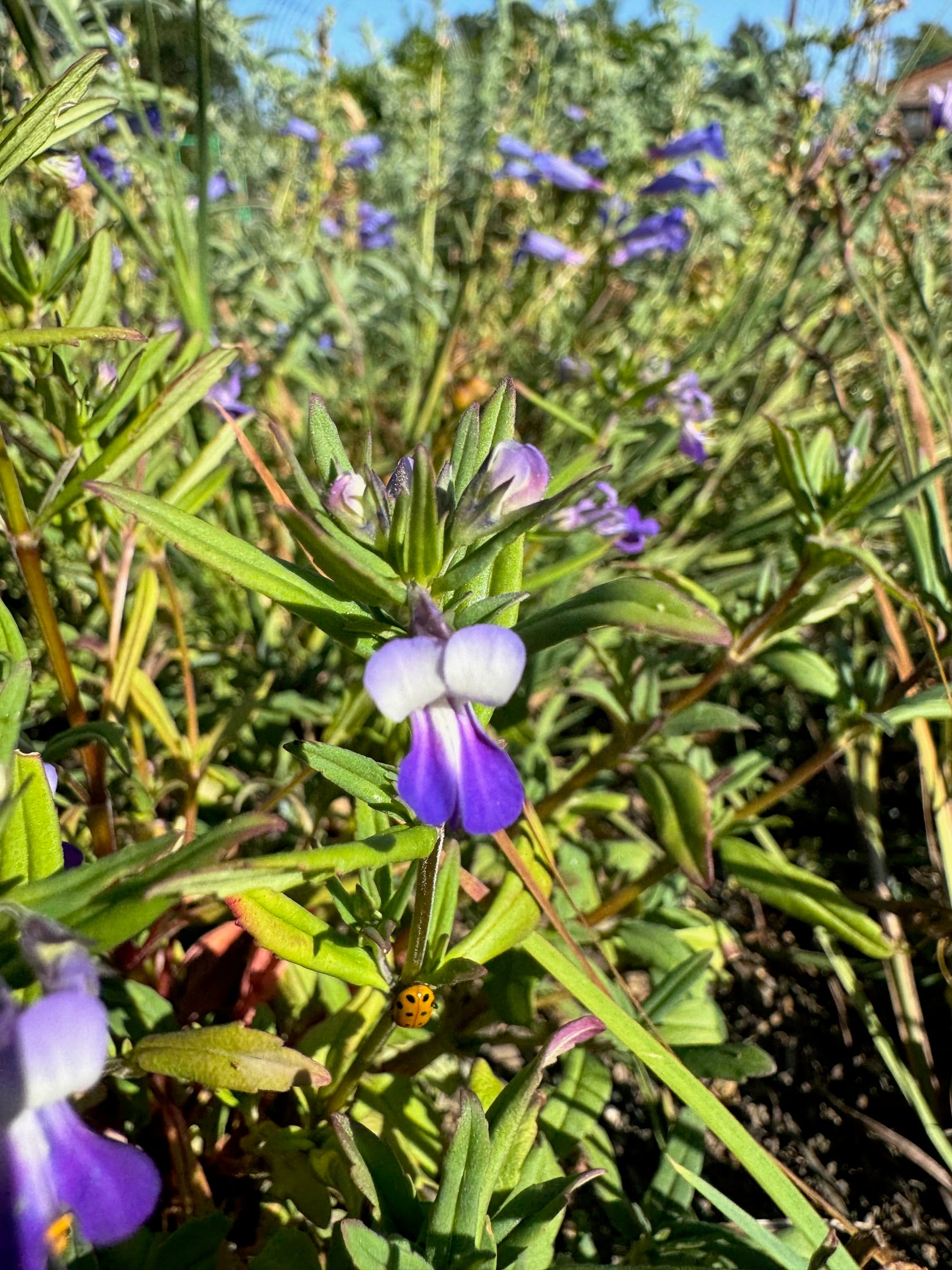 Giant Blue Eyed Mary | Collinsia grandiflora seeds