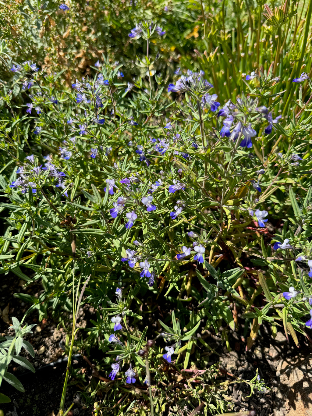 Giant Blue Eyed Mary | Collinsia grandiflora