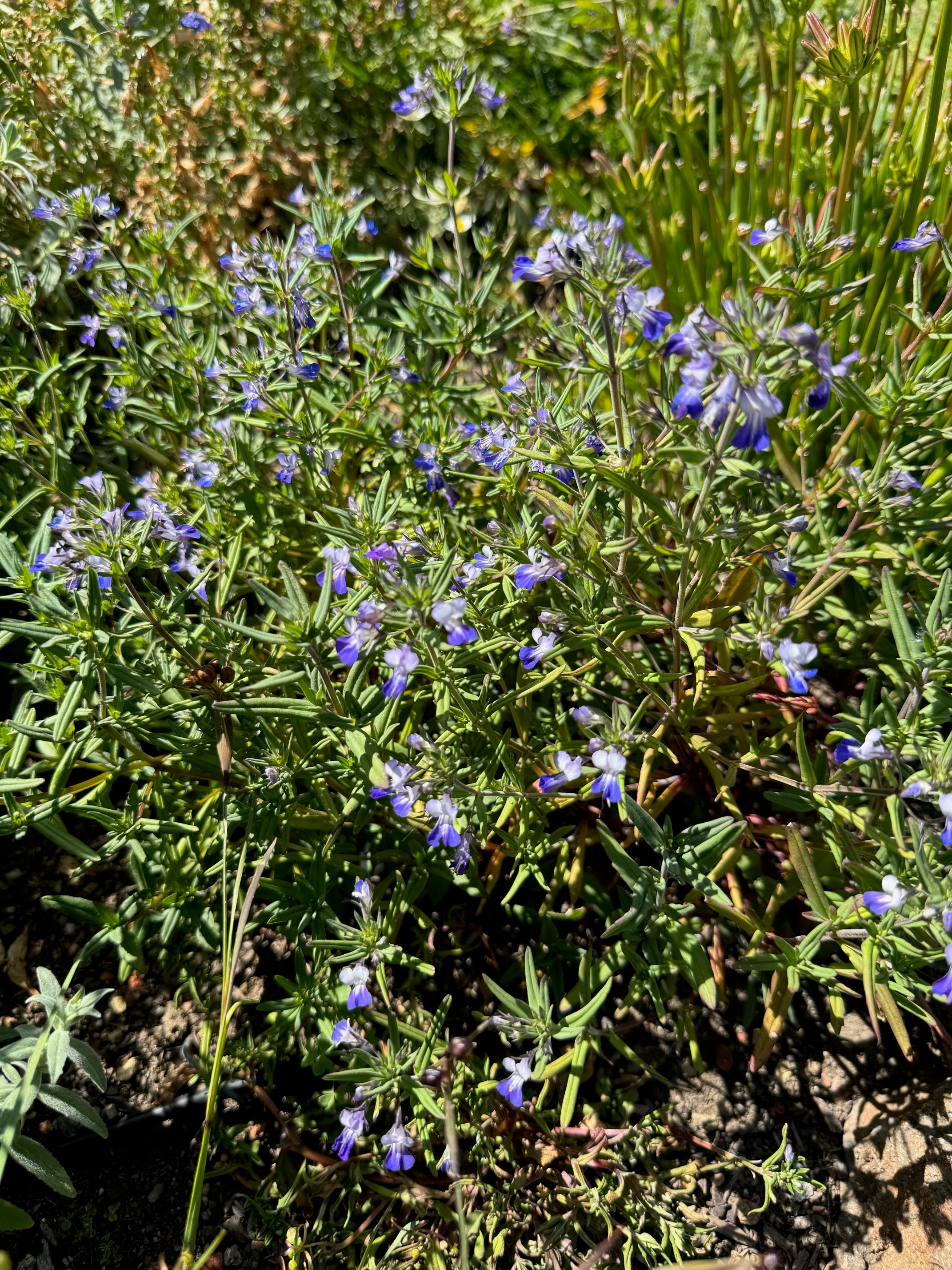 Giant Blue Eyed Mary | Collinsia grandiflora seeds