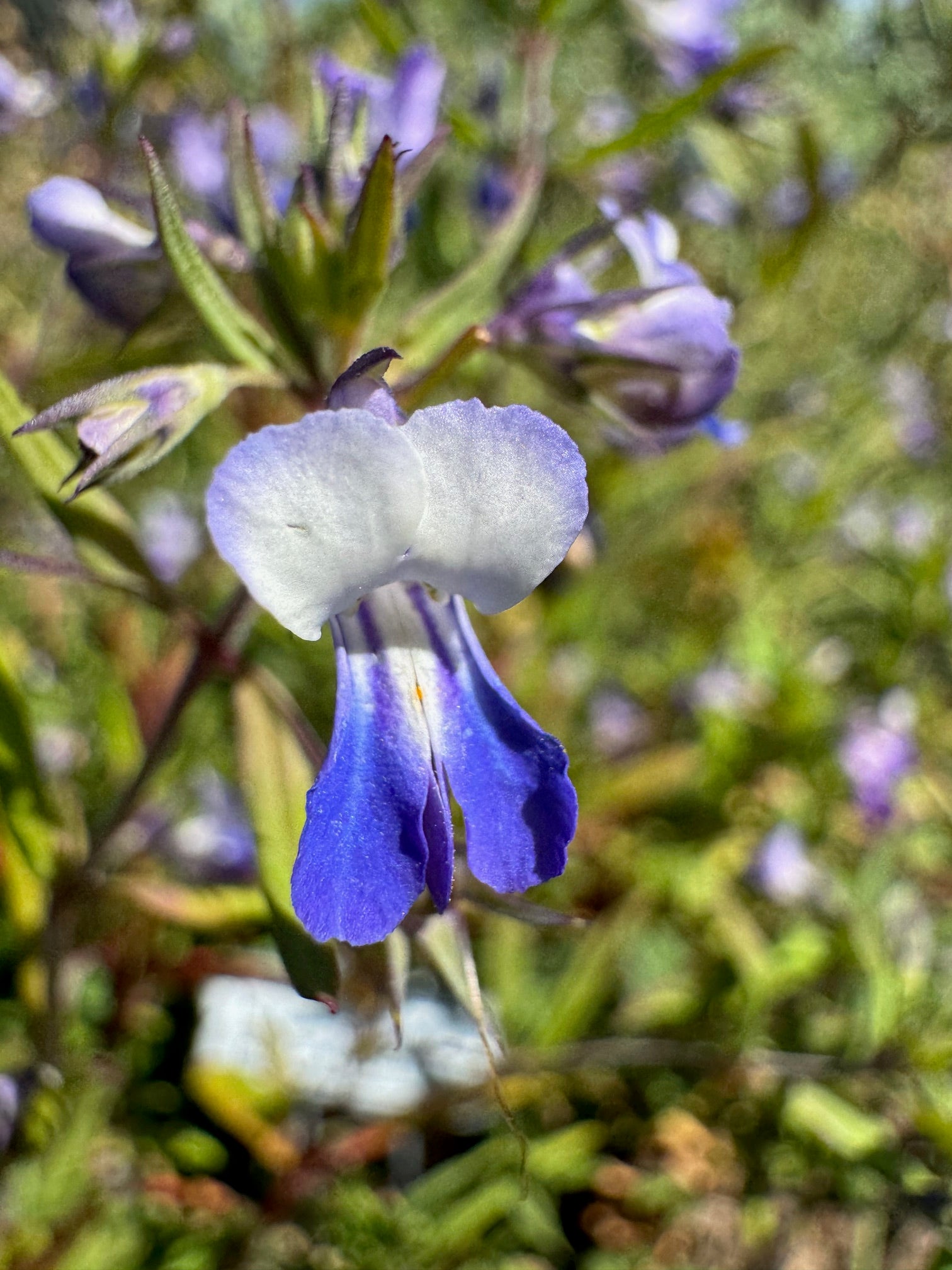 Giant Blue Eyed Mary | Collinsia grandiflora seeds