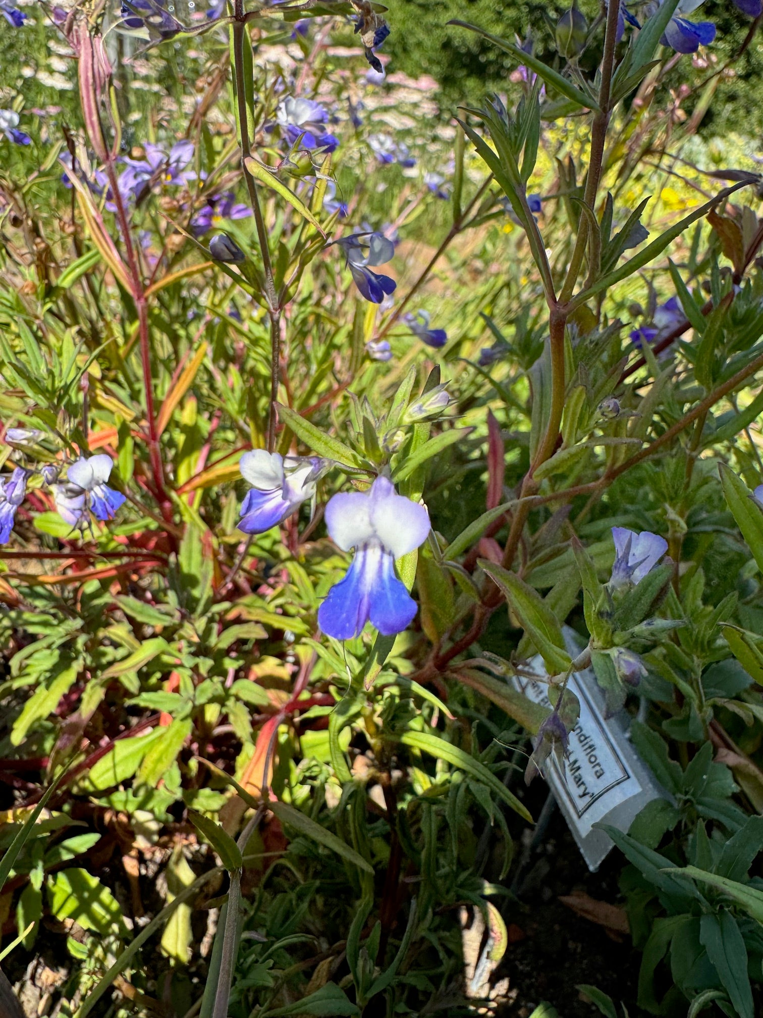 Giant Blue Eyed Mary | Collinsia grandiflora seeds