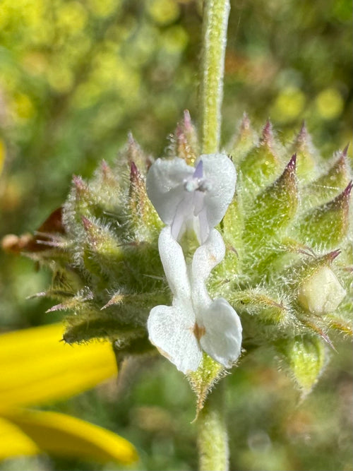 Black Sage | Salvia mellifera seeds