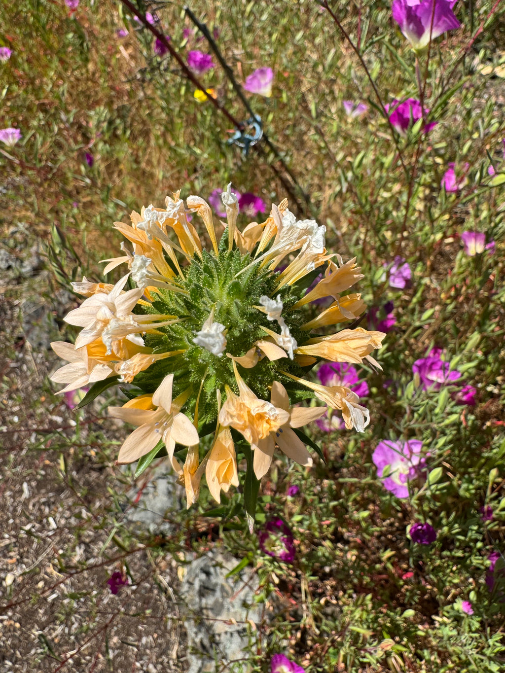 Grand Collomia | Collomia grandiflora