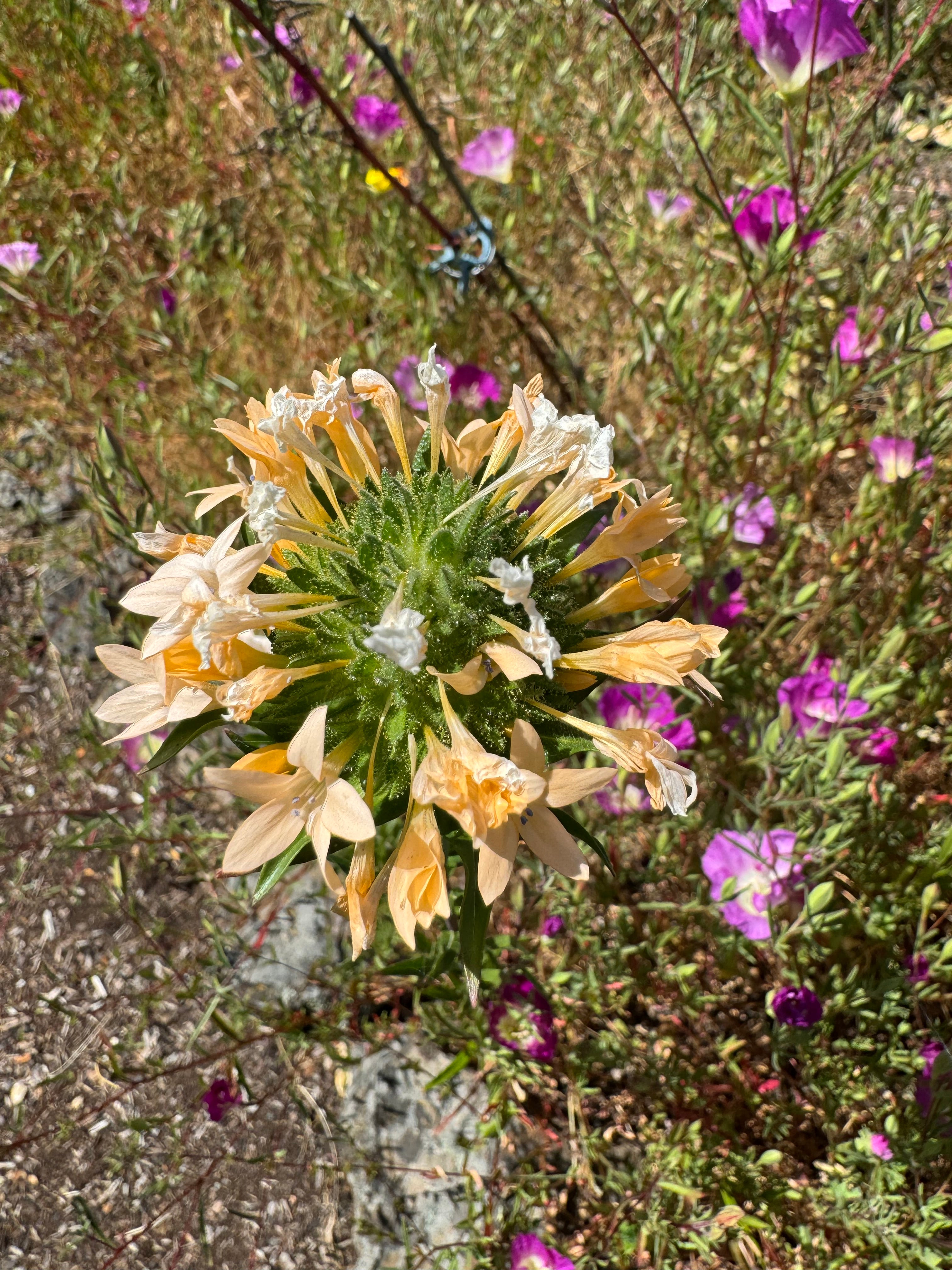 Grand Collomia | Collomia grandiflora seeds