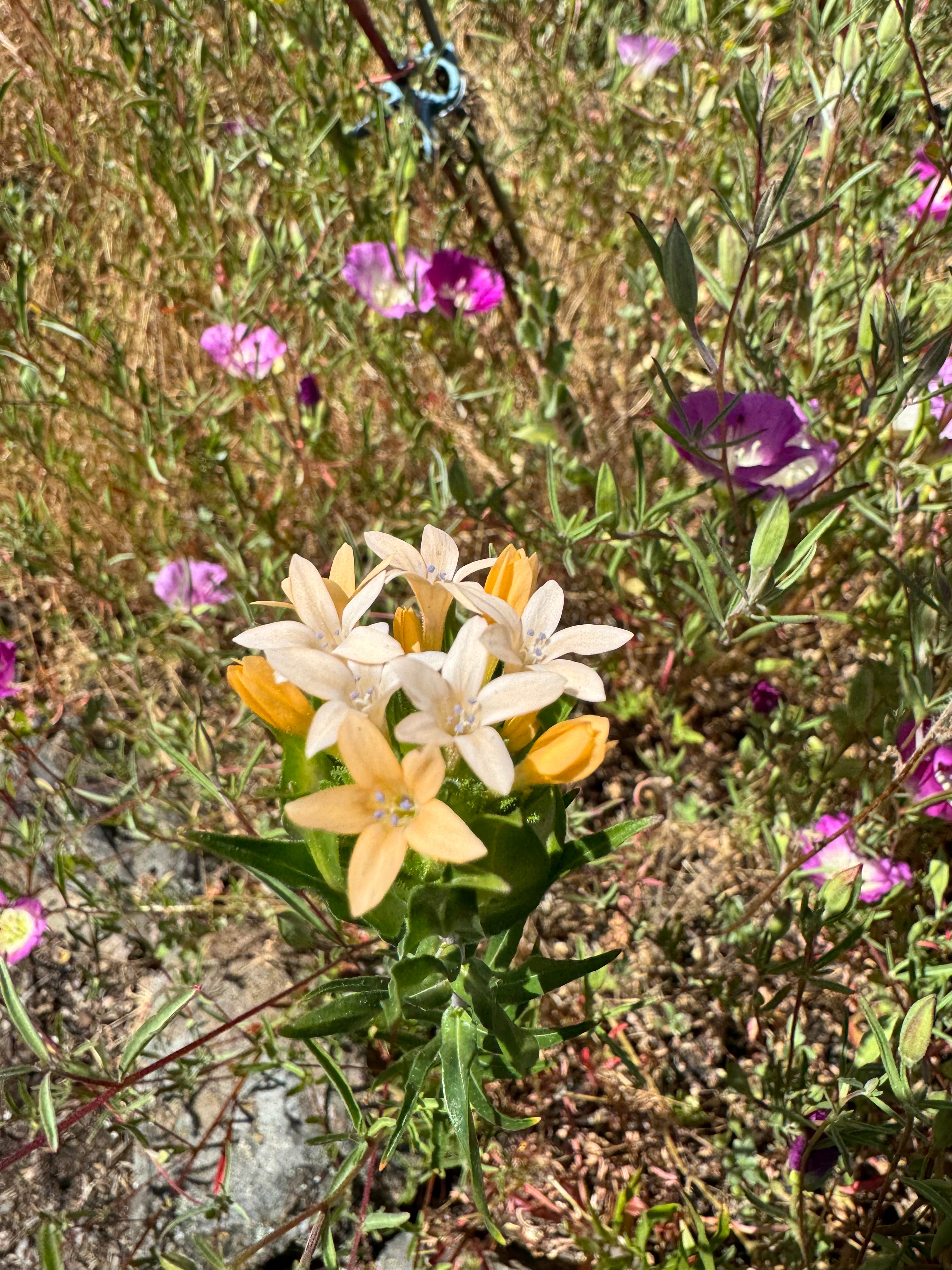 Grand Collomia | Collomia grandiflora seeds