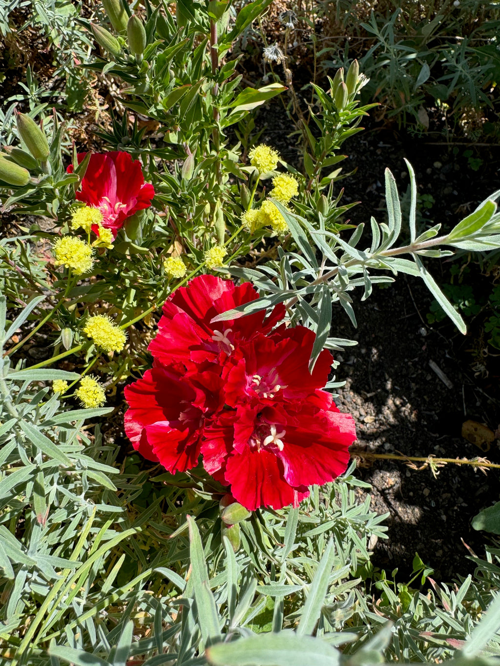 Clarkia Mix | Clarkia ssp. seeds