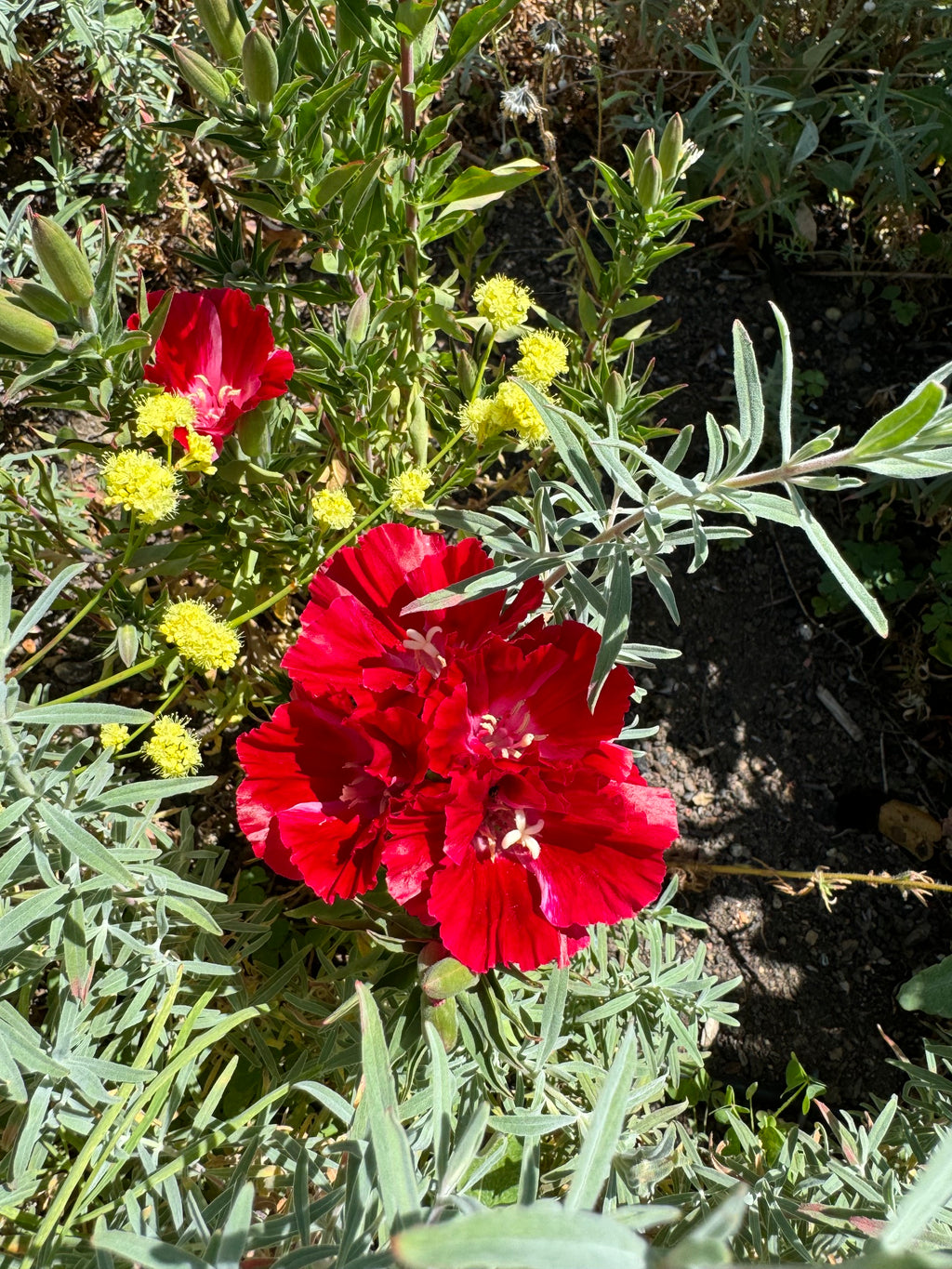 Scarlet Clarkia | Clarkia amoena 'Scarlet'