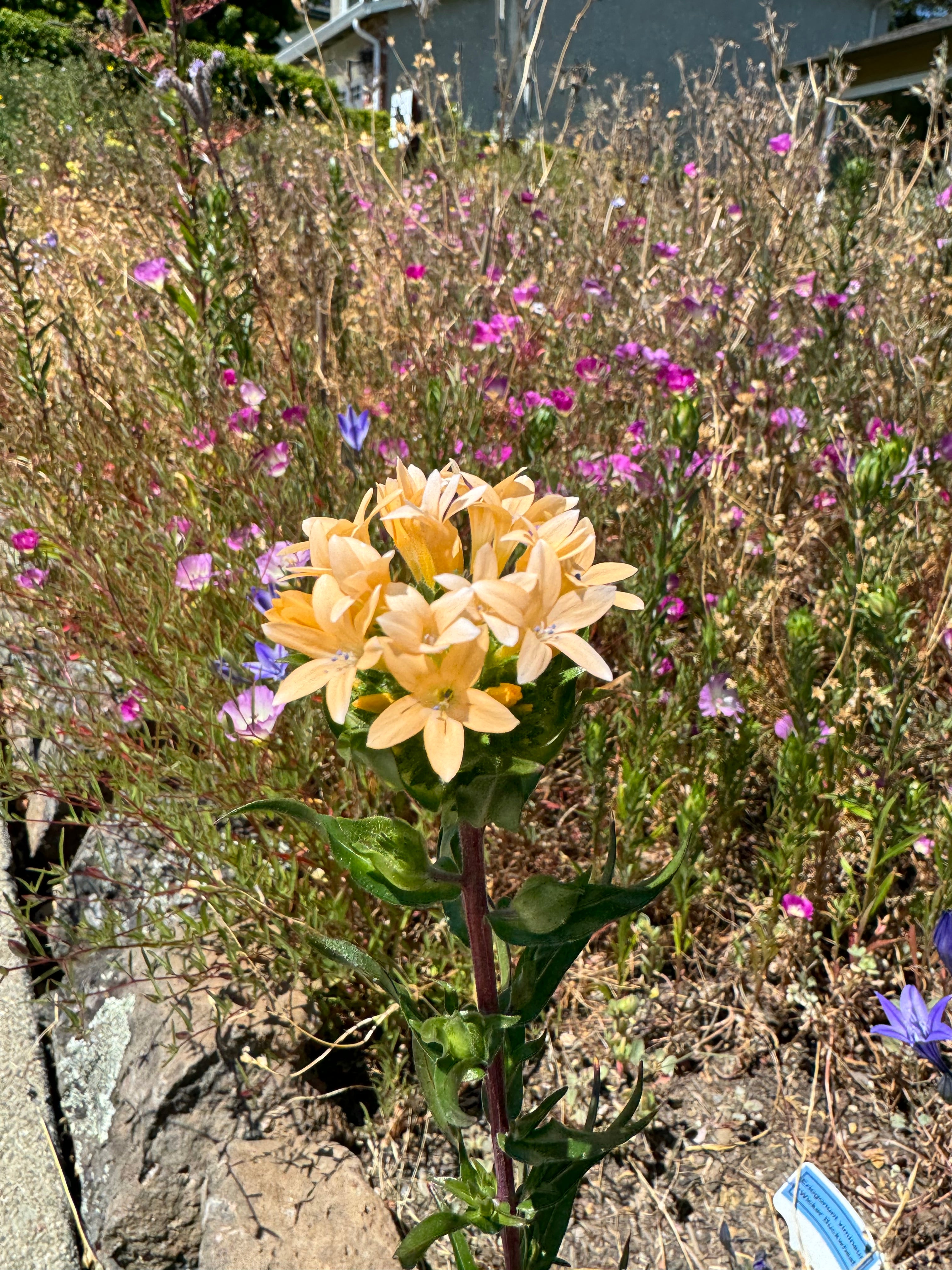 Grand Collomia | Collomia grandiflora seeds