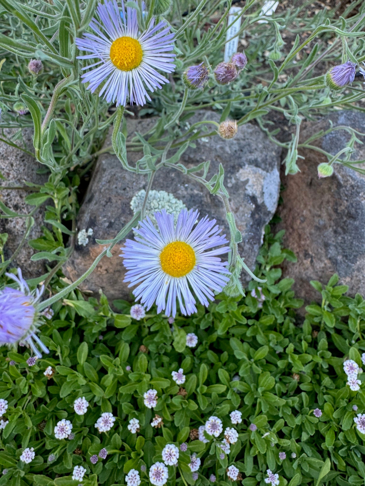 Diffuse Daisy | Erigeron divergens seeds