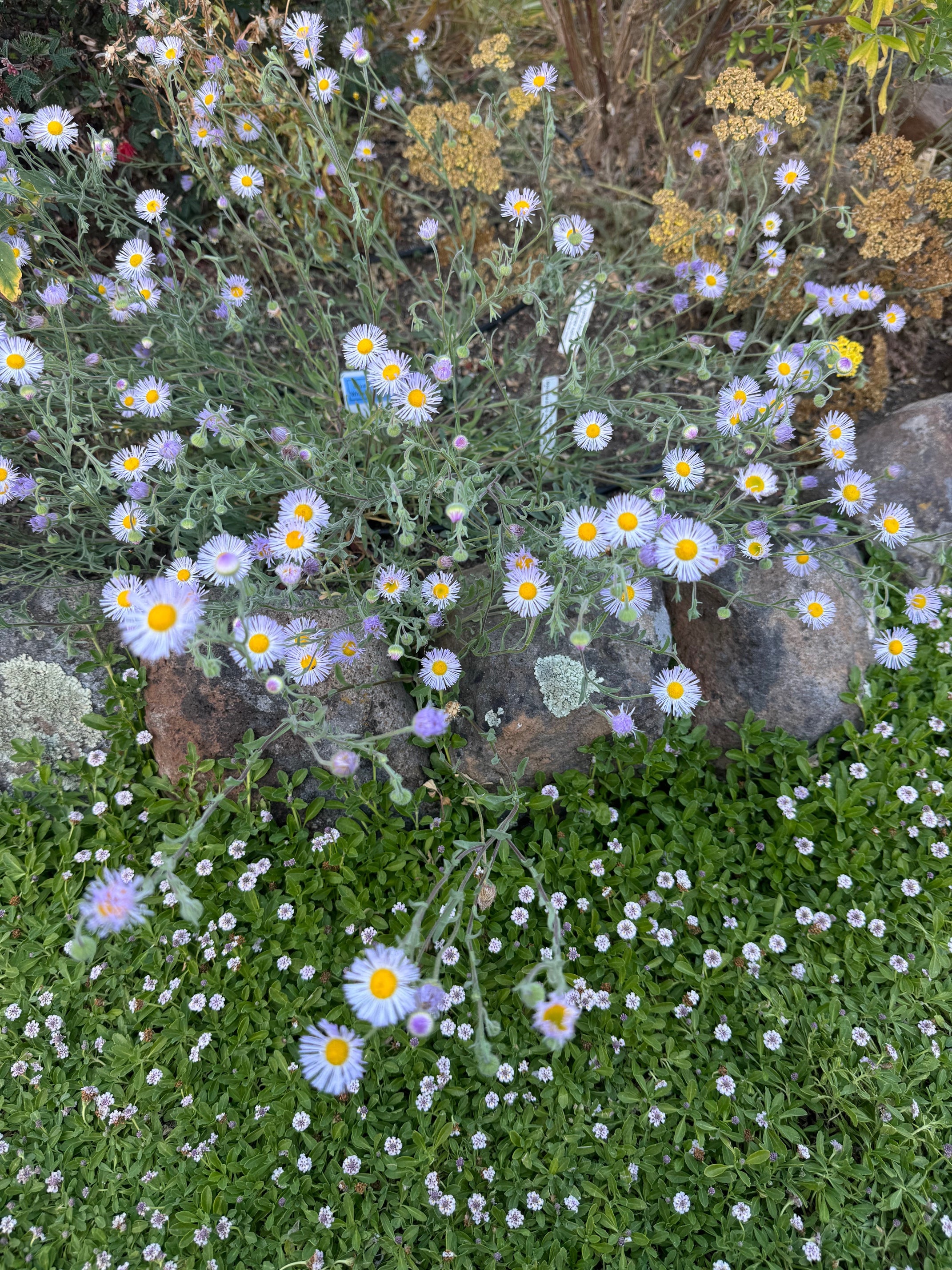 Diffuse Daisy | Erigeron divergens seeds