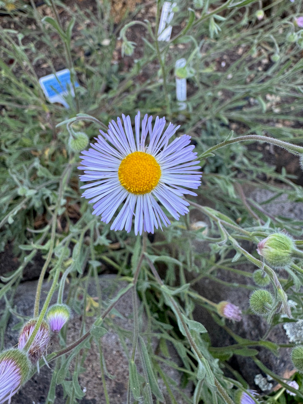 Diffuse Daisy | Erigeron divergens seeds