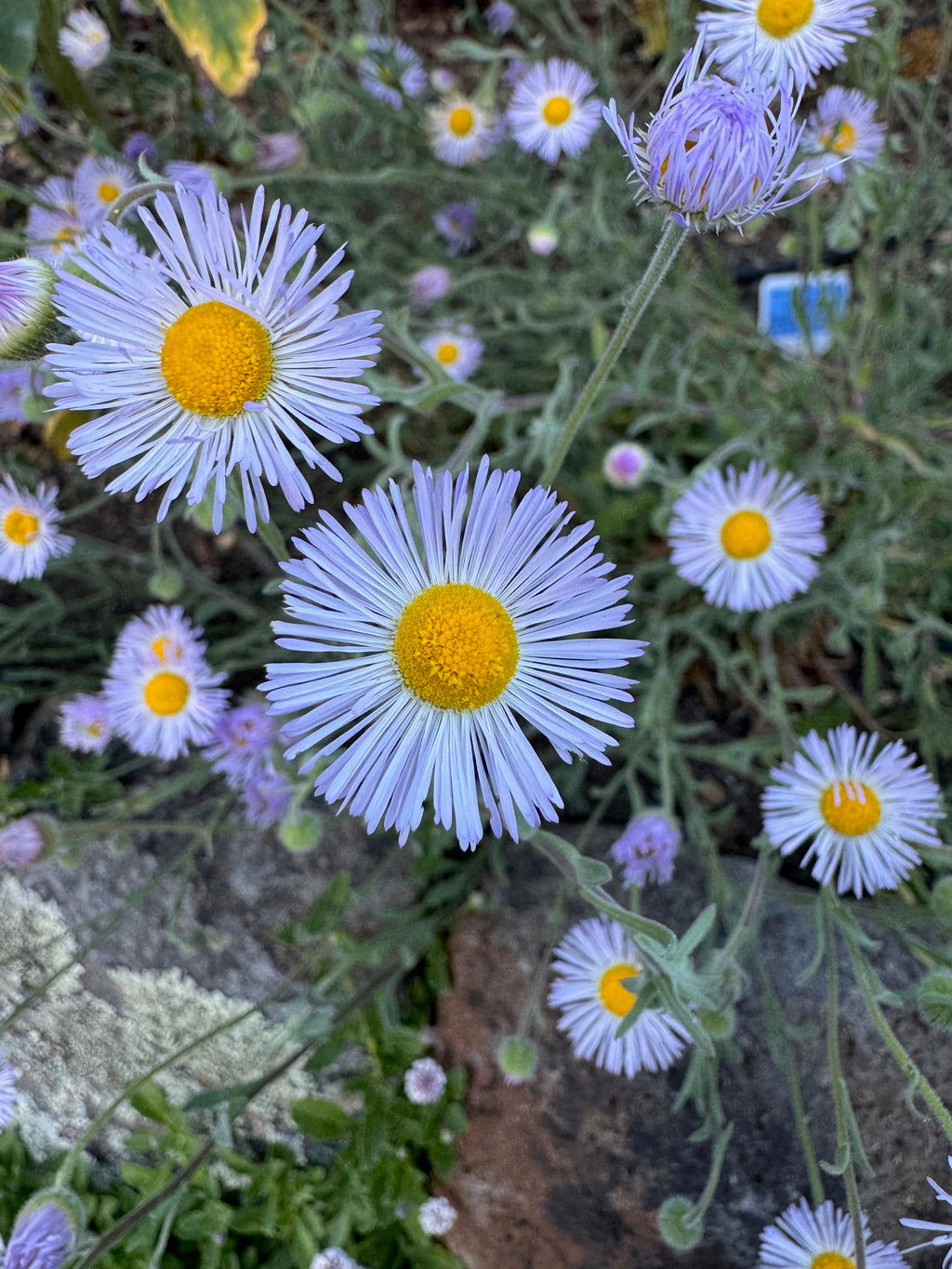 Diffuse Daisy | Erigeron divergens seeds