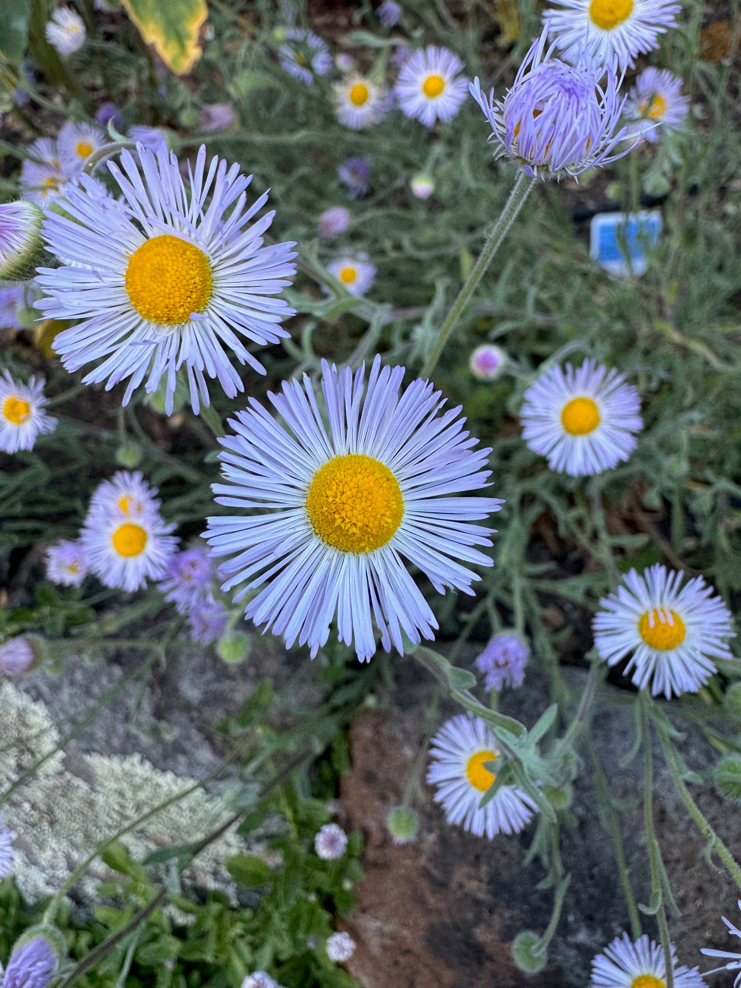 Diffuse Daisy | Erigeron divergens seeds