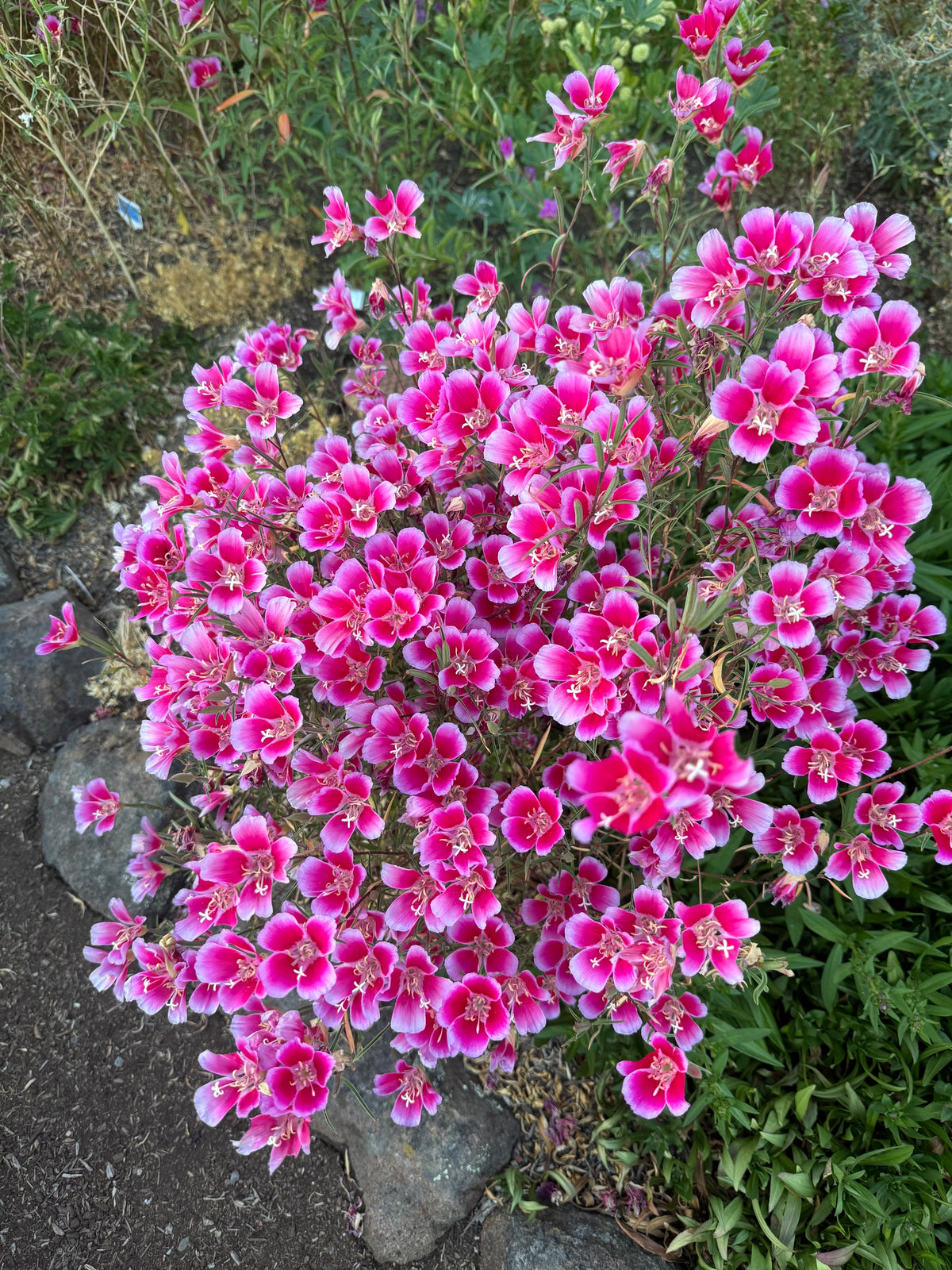 Clarkia Shamini | Clarkia rubicunda 'Shamini