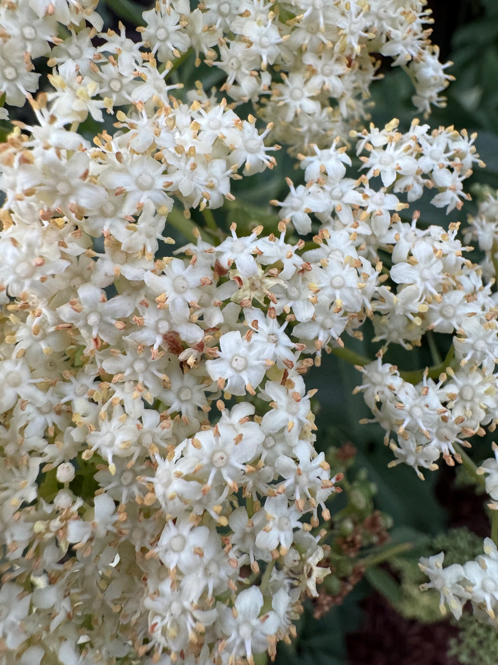 Blue Elderberry | Sambucus nigra ssp. caerulea seeds