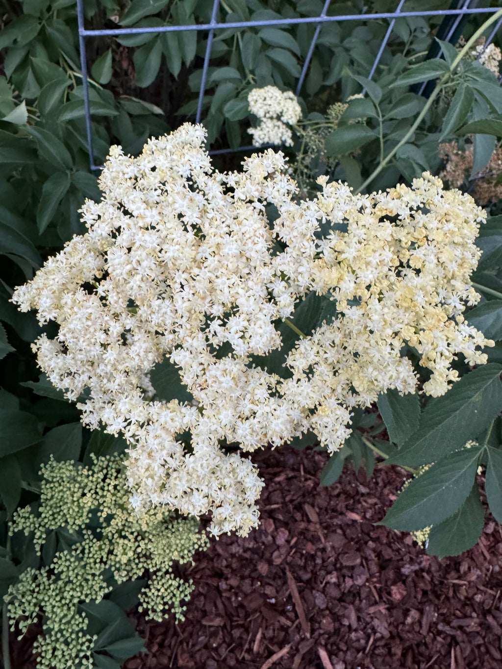 Blue Elderberry | Sambucus nigra ssp. caerulea seeds