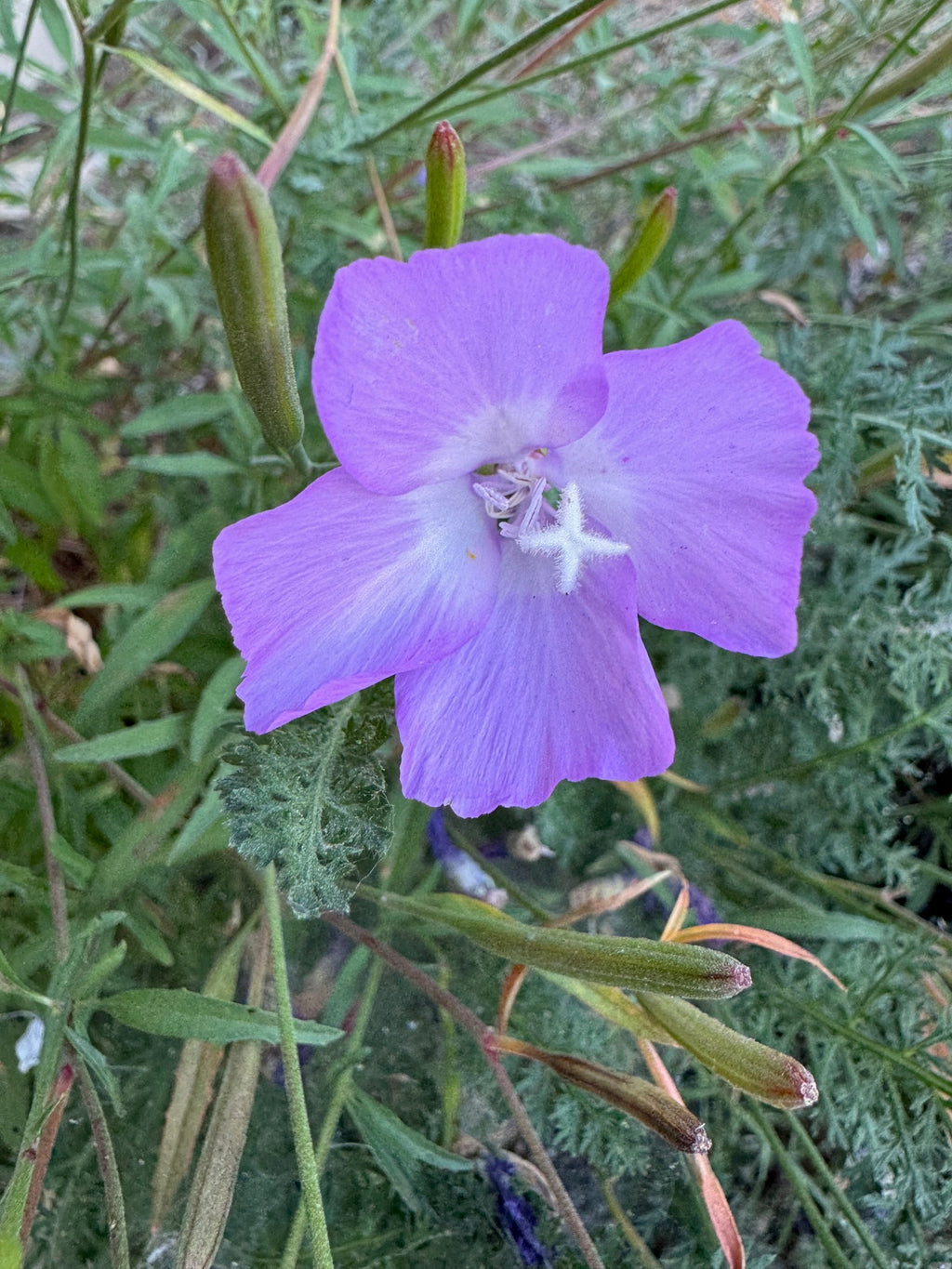 Punch Bowl Godetia | Clarkia bottae
