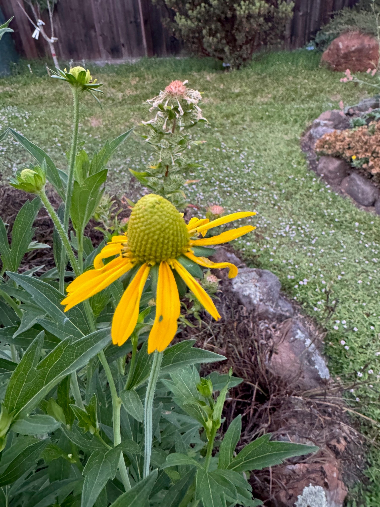 California Coneflower | Rudbeckia californica seeds