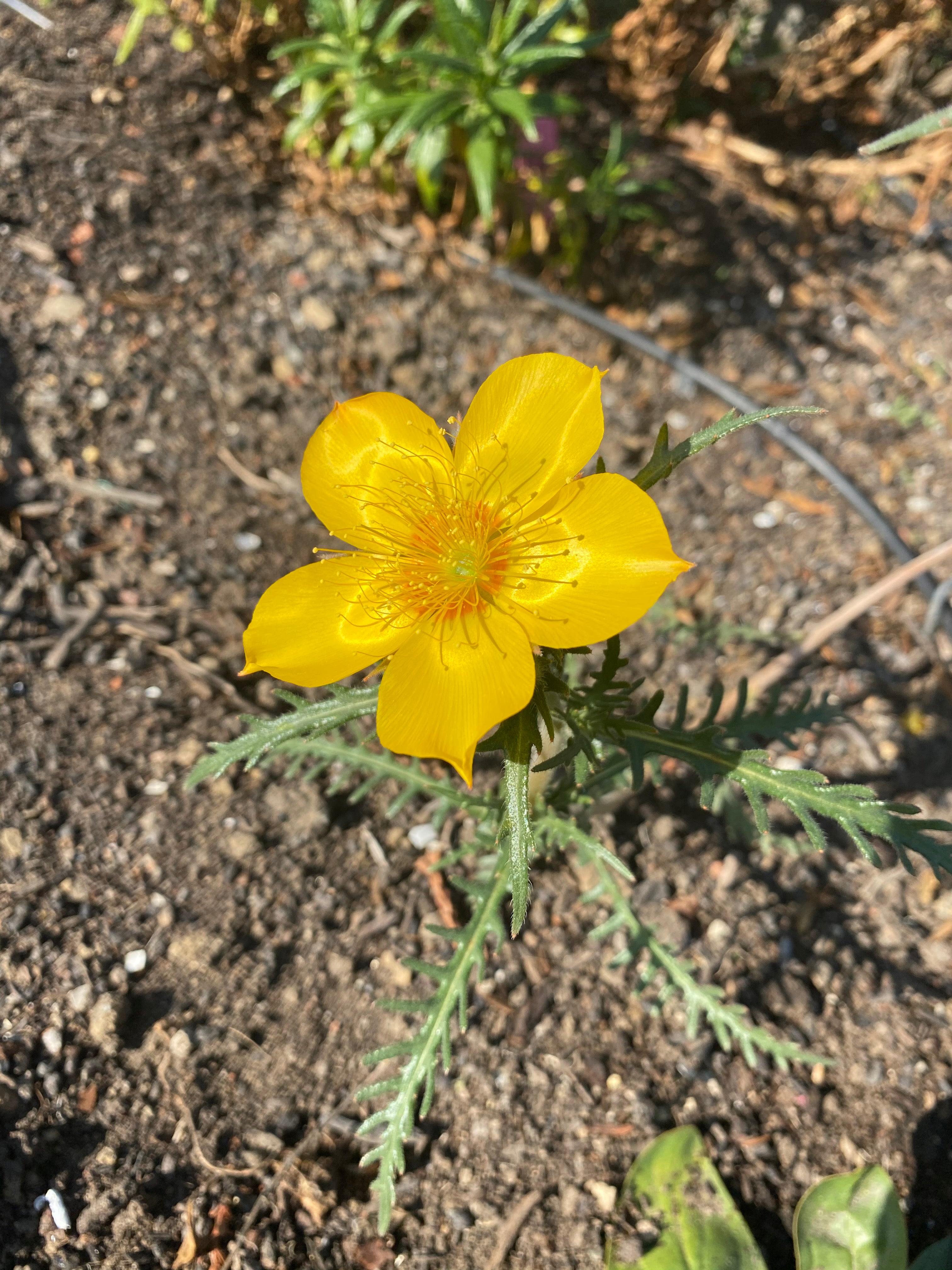 Blazing Star | Mentzelia Lindleyi Seeds