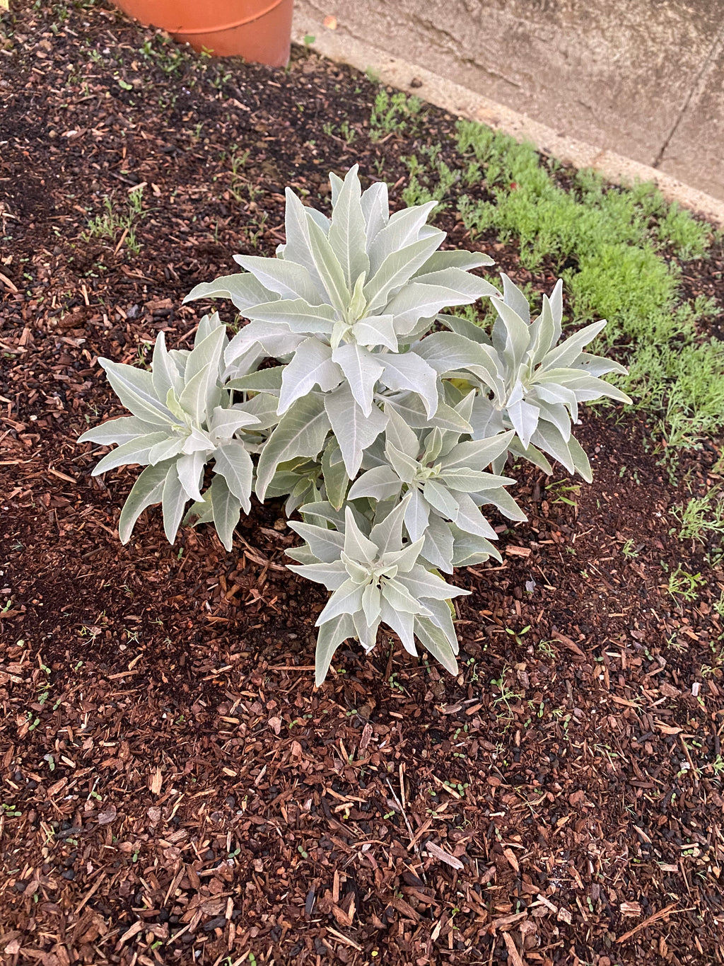 White Sage | Salvia apiana