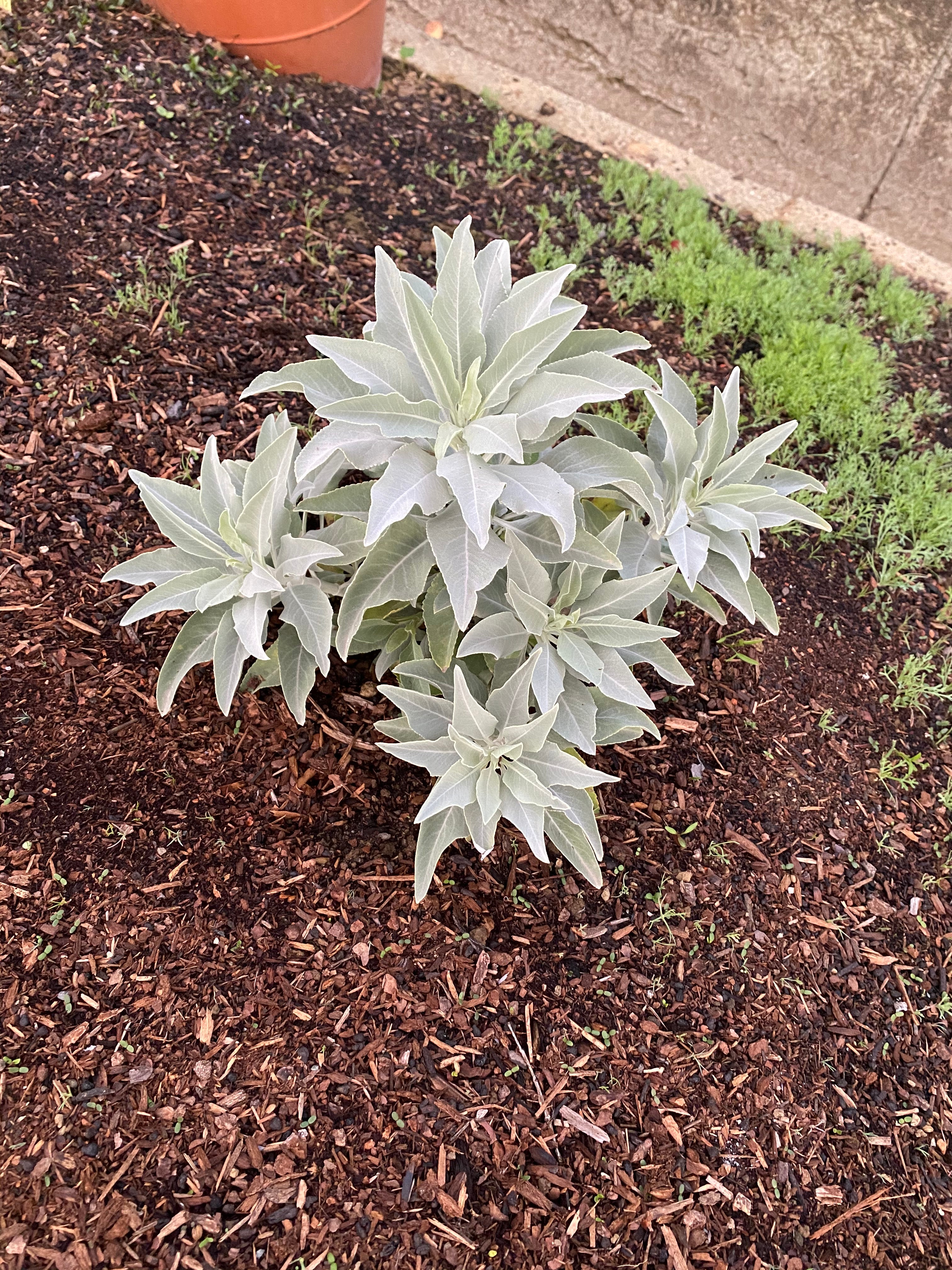 White Sage | Salvia apiana