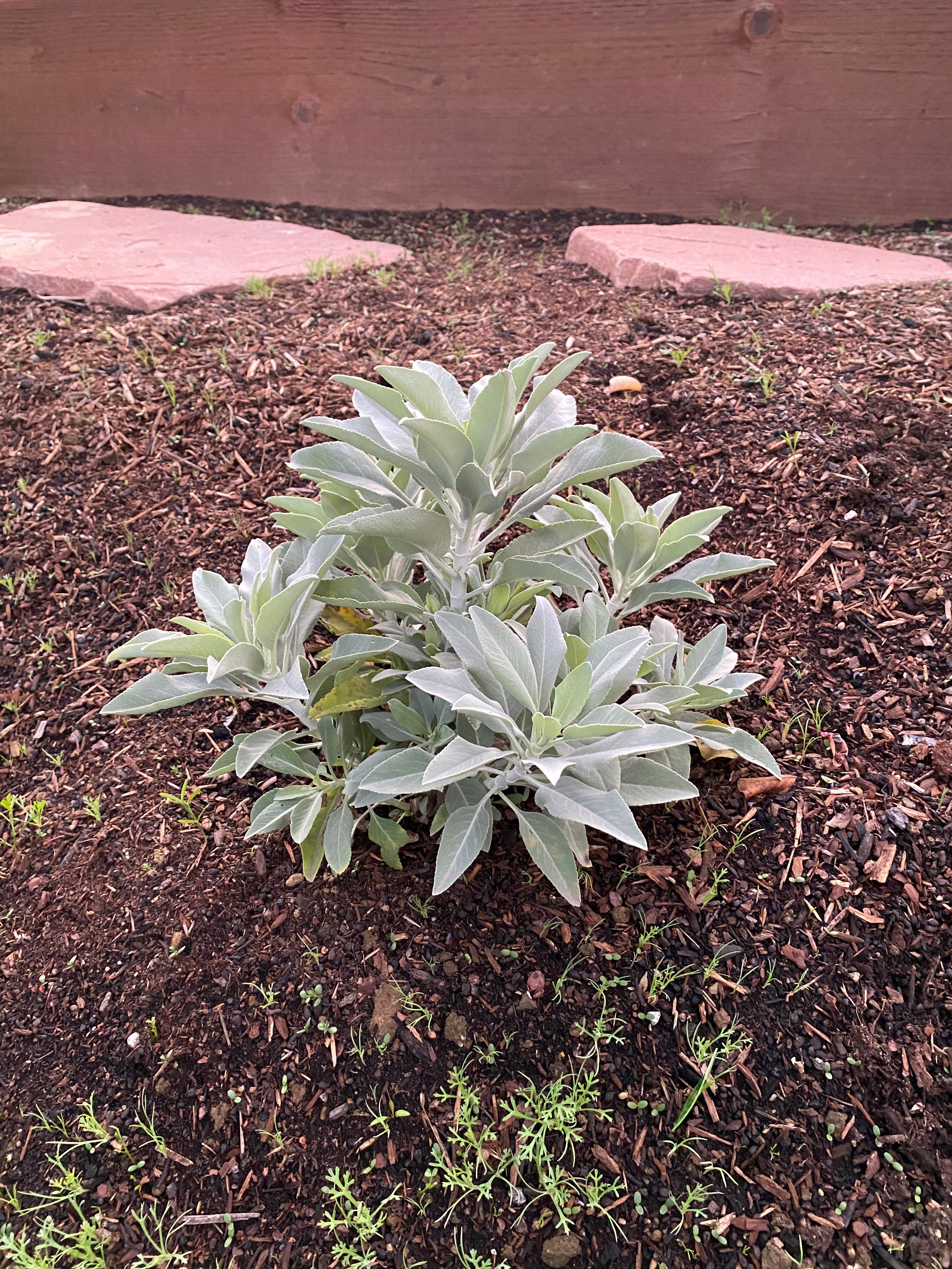 White Sage | Salvia apiana