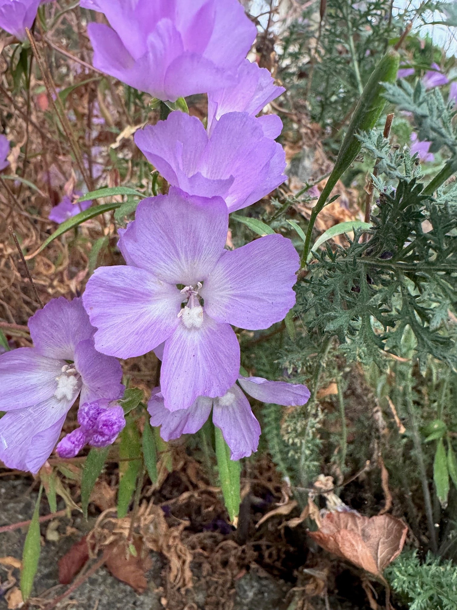 Punch Bowl Godetia | Clarkia bottae