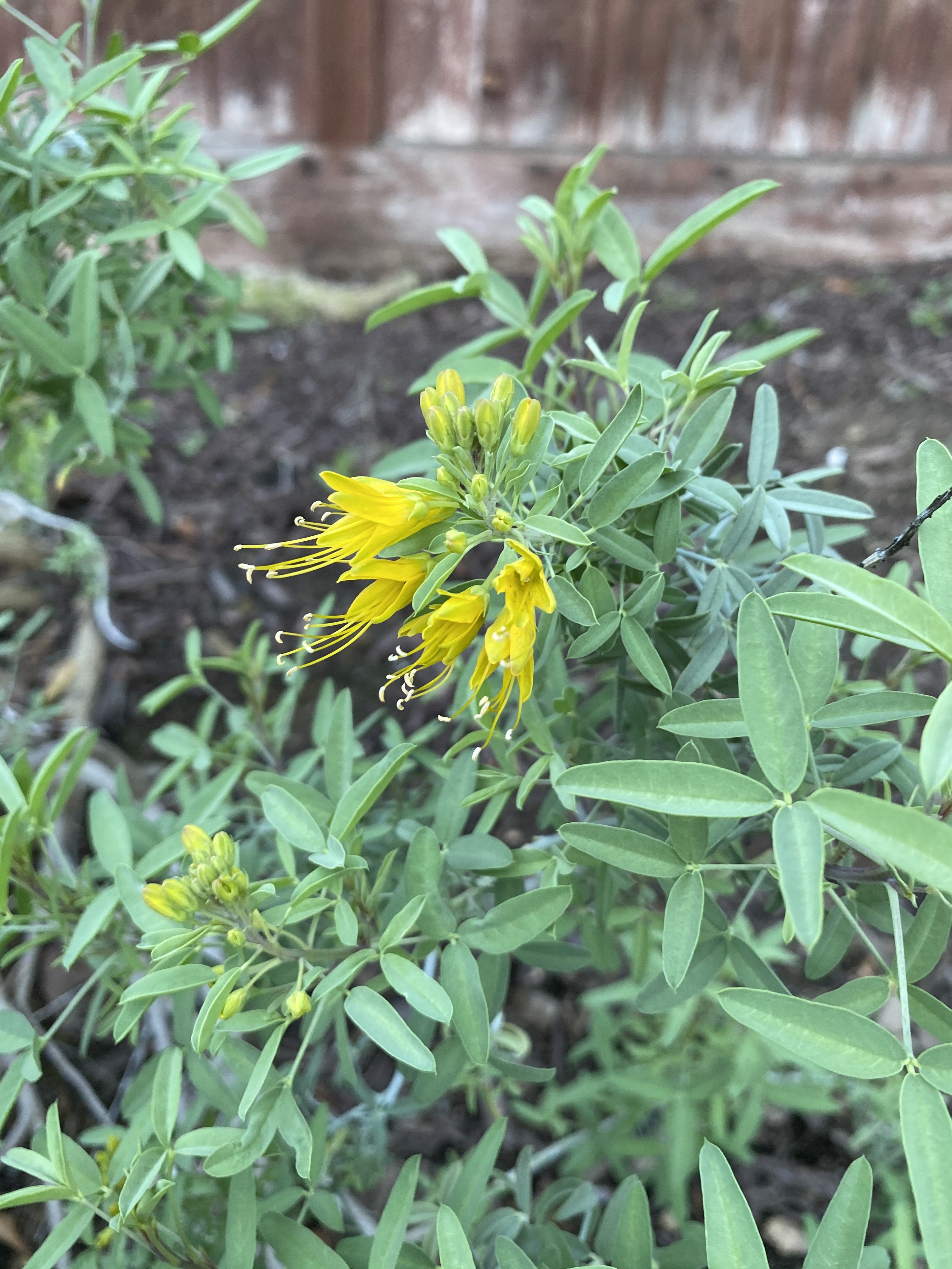 California Bladderpod | Peritoma Arborea seeds