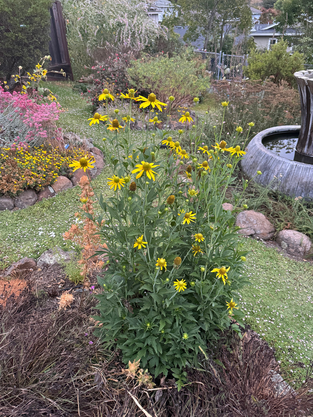 California Coneflower | Rudbeckia californica seeds