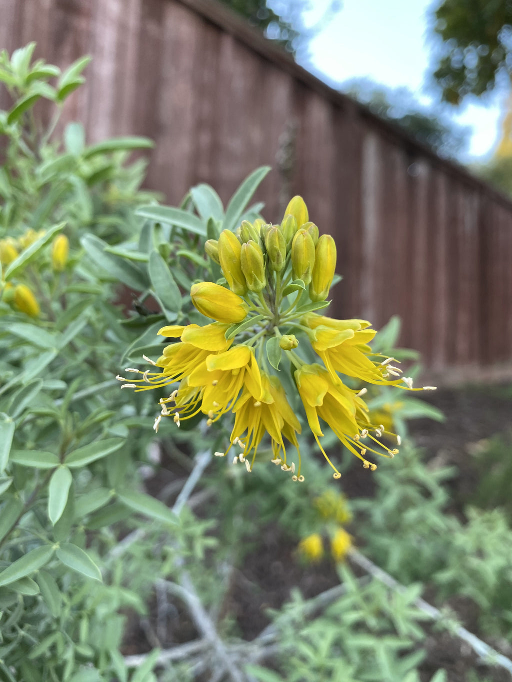 California Bladderpod | Peritoma Arborea seeds