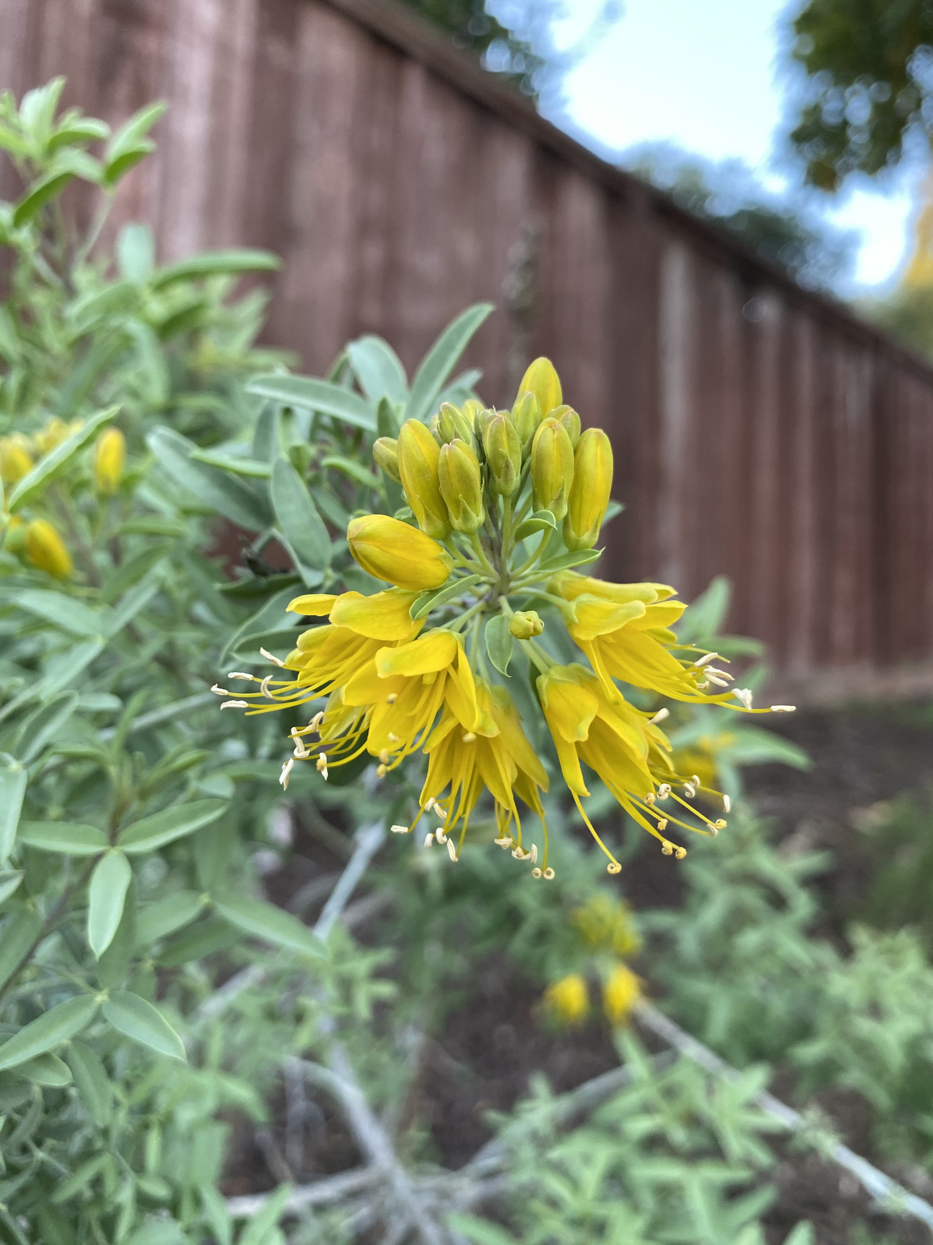 California Bladderpod | Peritoma Arborea seeds