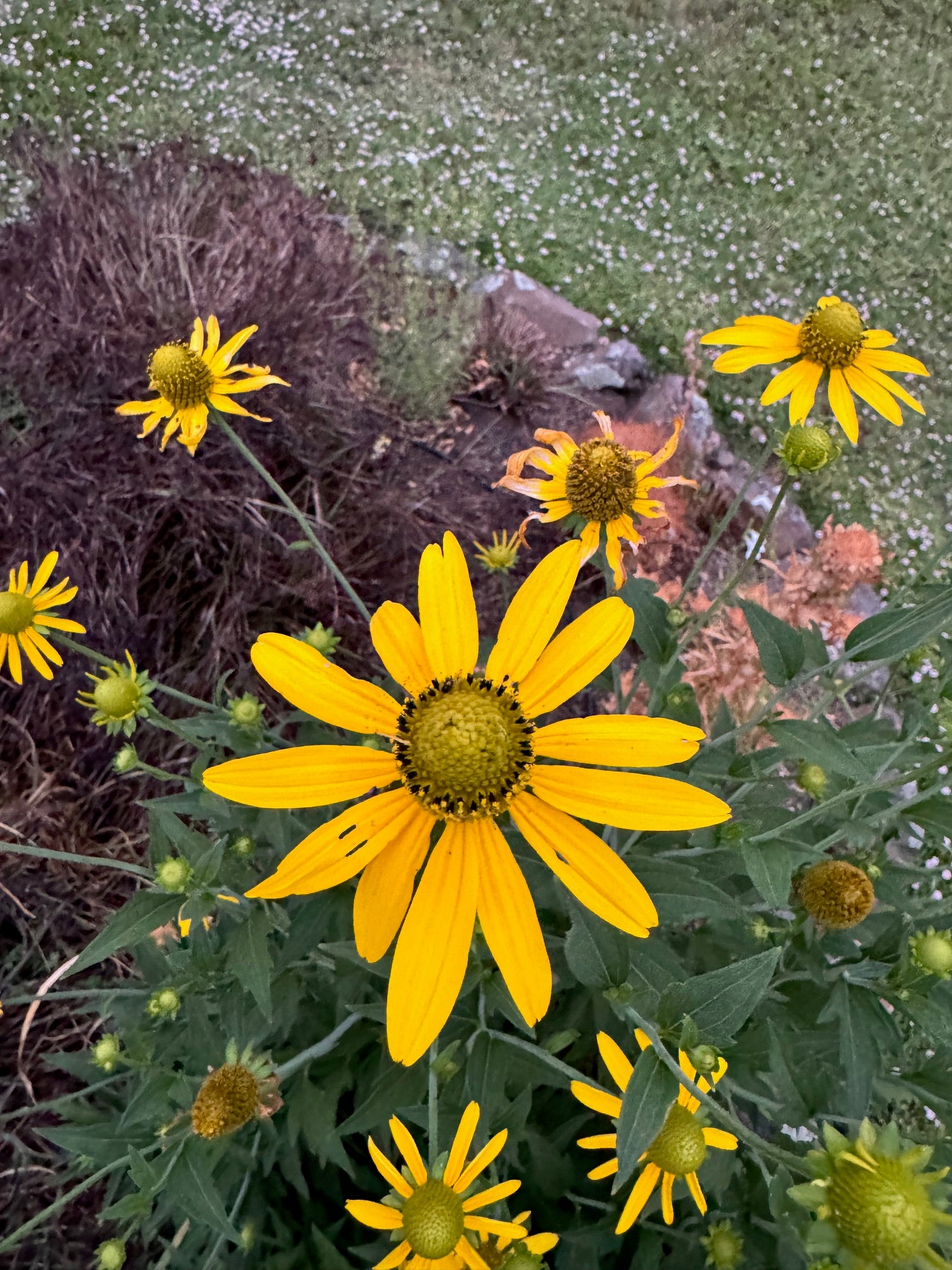 California Coneflower | Rudbeckia californica seeds