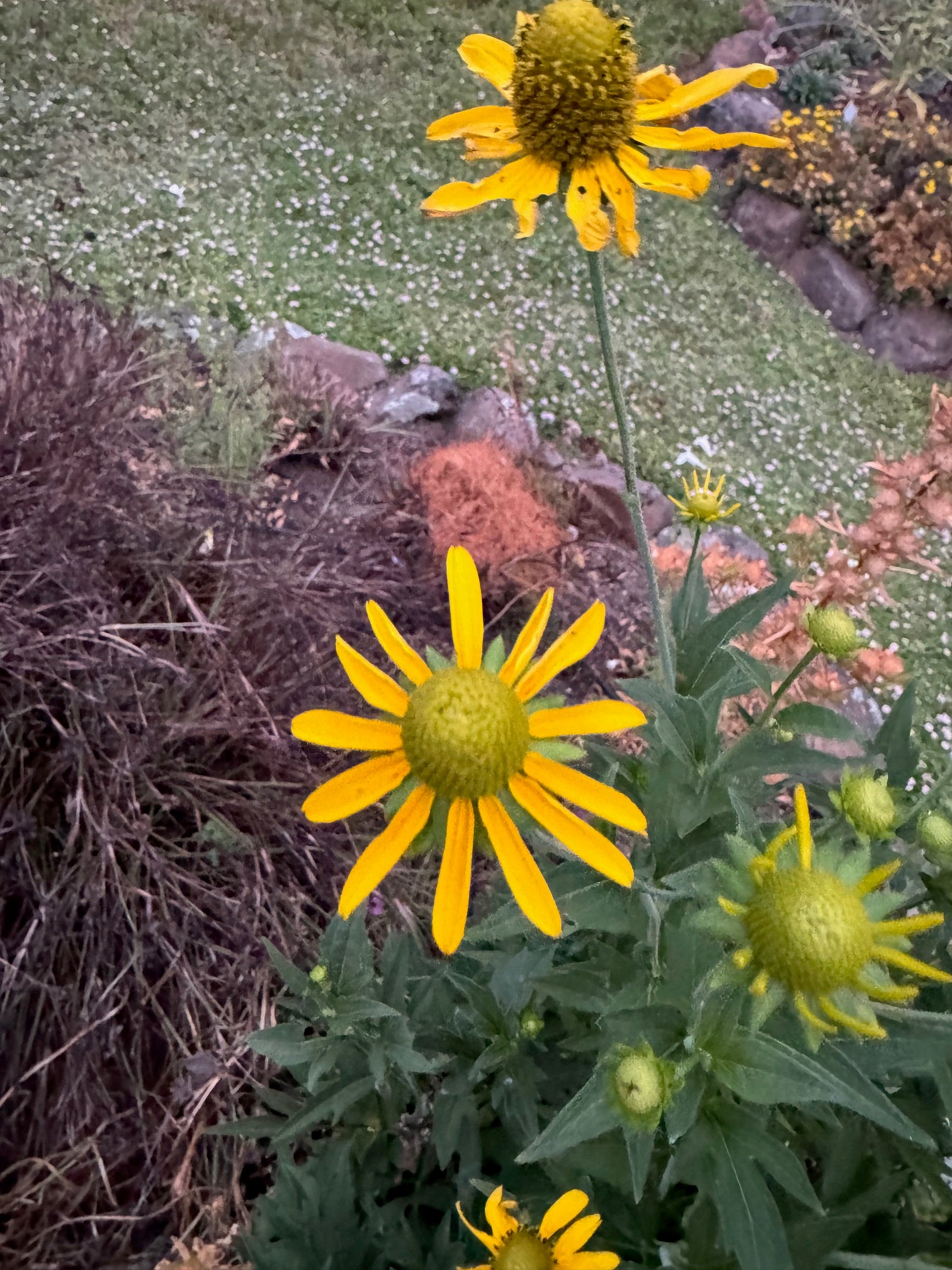 California Coneflower | Rudbeckia californica seeds