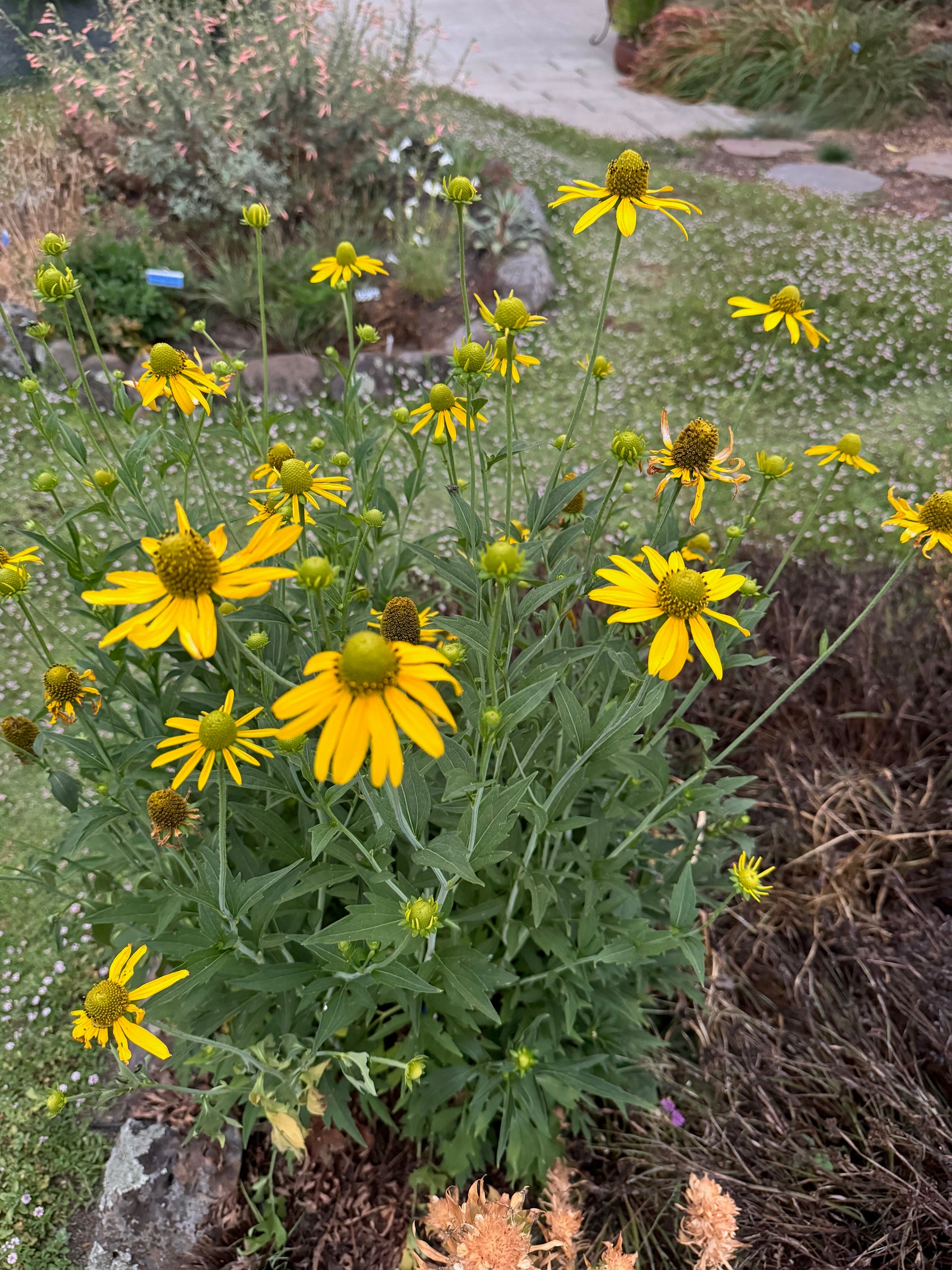 California Coneflower | Rudbeckia californica seeds